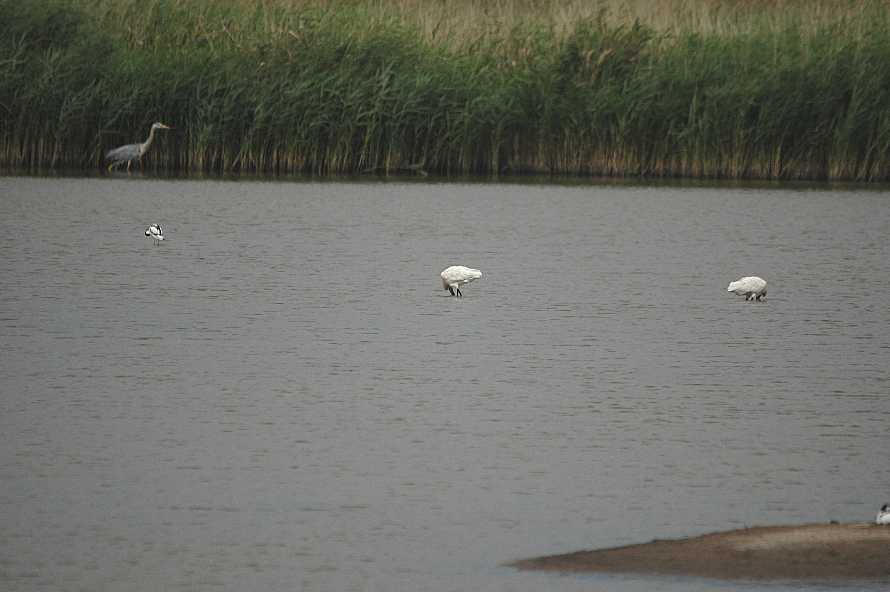 photos/wildlife/Bird_Species/025-Ibises-Spoonbills/0415-Eurasian_Spoonbill/DSC_6662.JPG