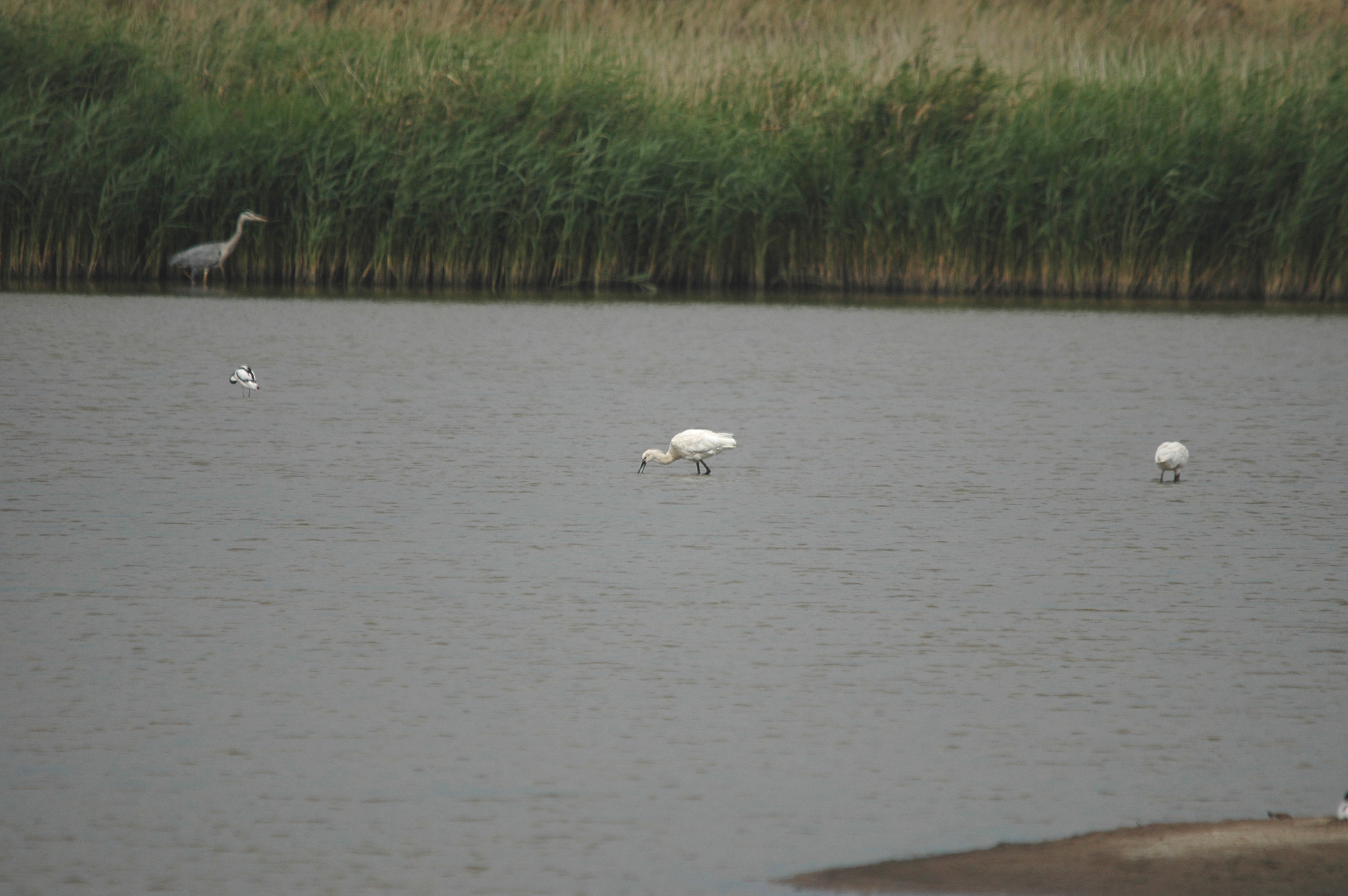 photos/wildlife/Bird_Species/025-Ibises-Spoonbills/0415-Eurasian_Spoonbill/DSC_6663.JPG