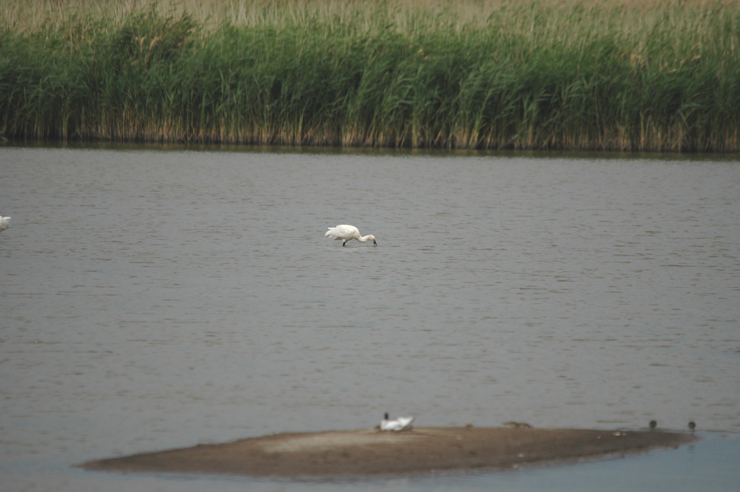 photos/wildlife/Bird_Species/025-Ibises-Spoonbills/0415-Eurasian_Spoonbill/DSC_6664.JPG