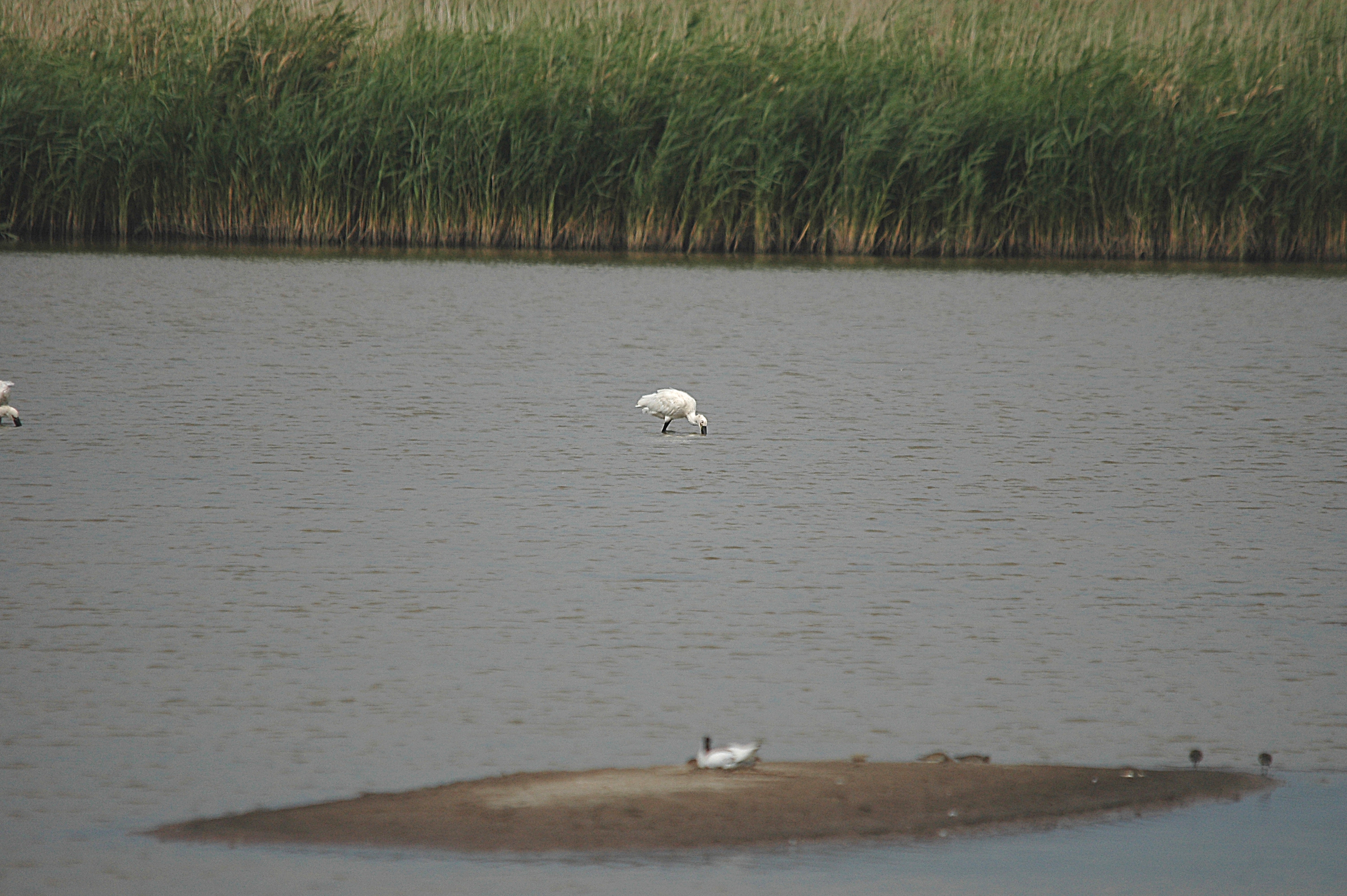 photos/wildlife/Bird_Species/025-Ibises-Spoonbills/0415-Eurasian_Spoonbill/DSC_6665.JPG