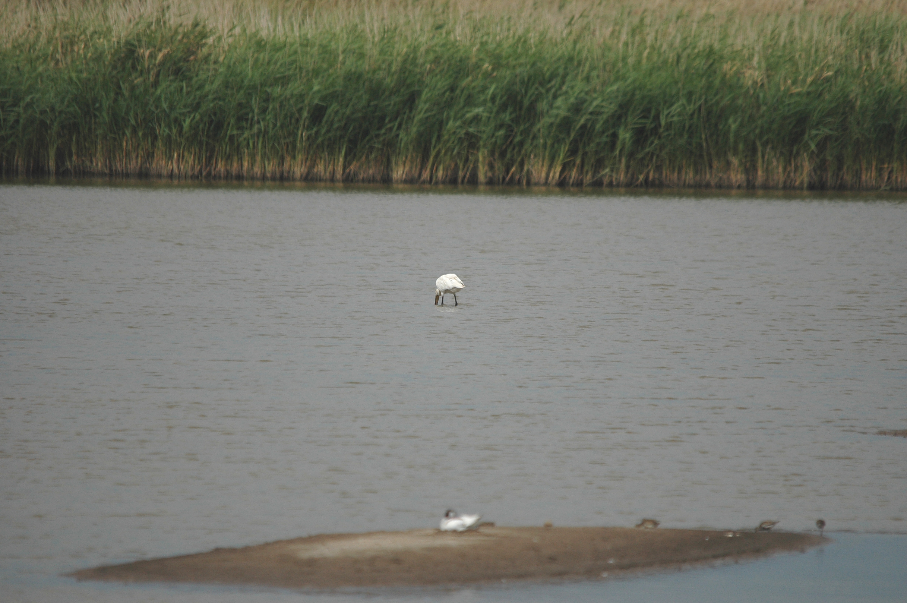 photos/wildlife/Bird_Species/025-Ibises-Spoonbills/0415-Eurasian_Spoonbill/DSC_6666.JPG
