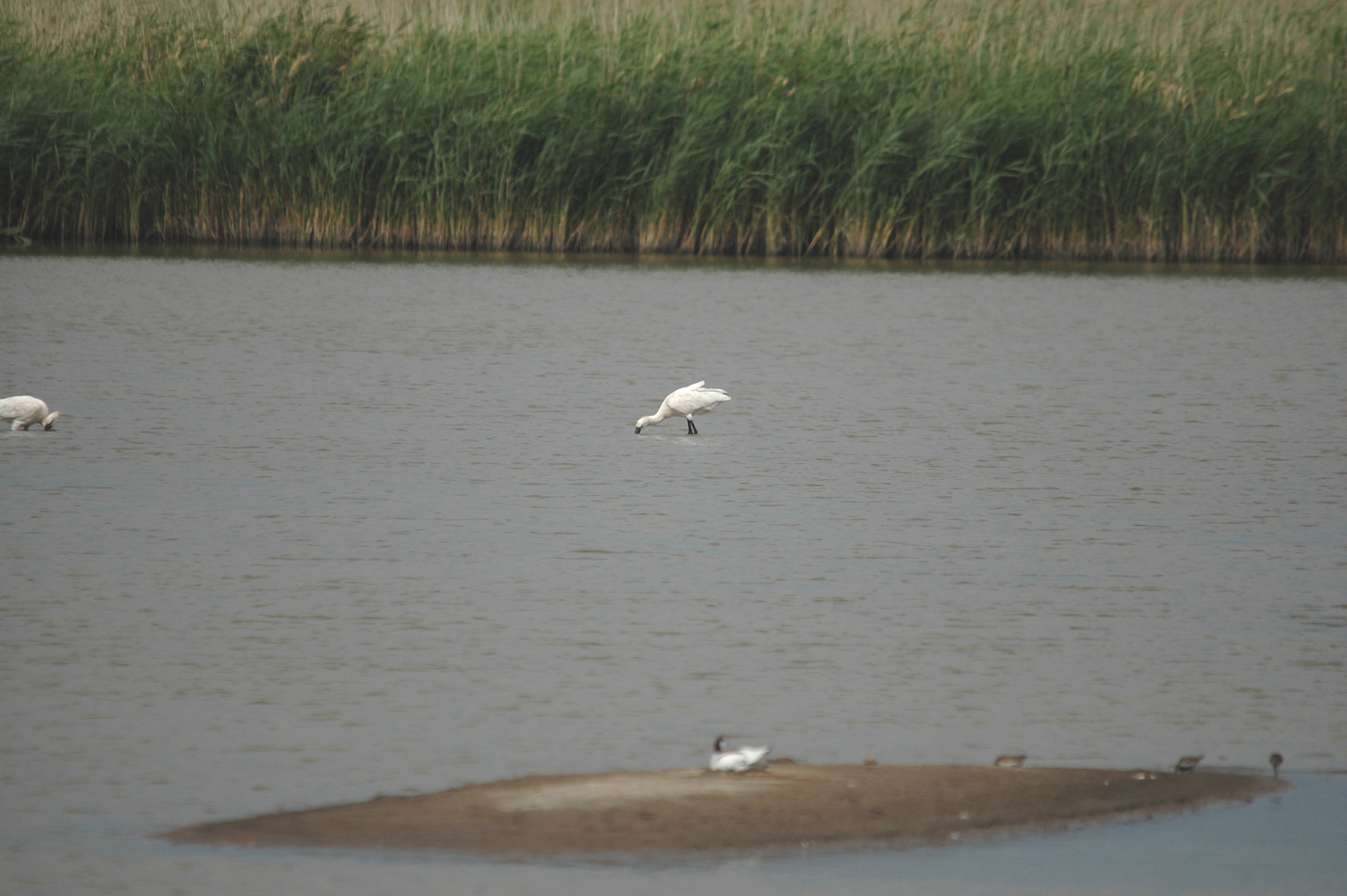 photos/wildlife/Bird_Species/025-Ibises-Spoonbills/0415-Eurasian_Spoonbill/DSC_6667.JPG