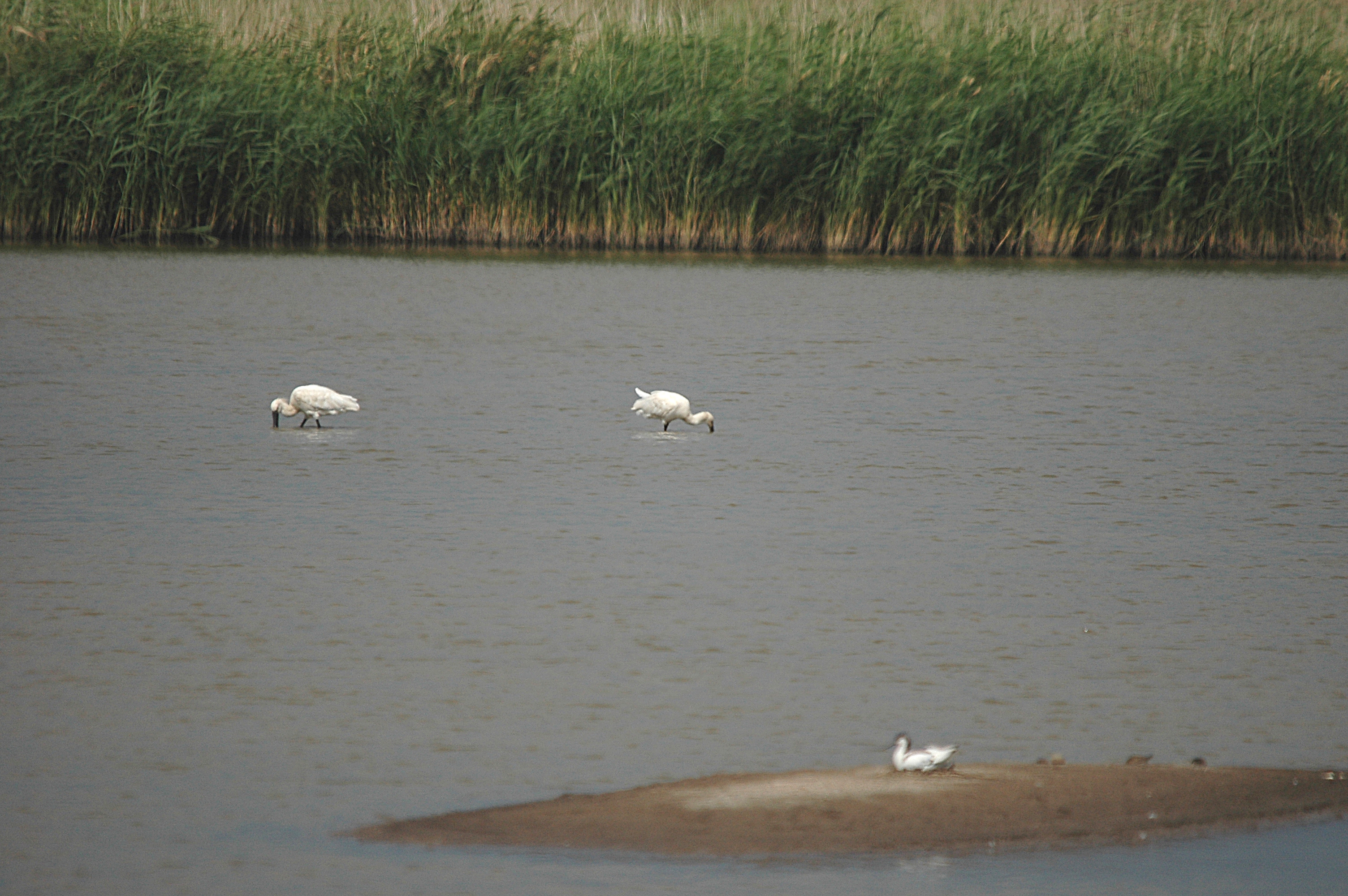 photos/wildlife/Bird_Species/025-Ibises-Spoonbills/0415-Eurasian_Spoonbill/DSC_6668.JPG