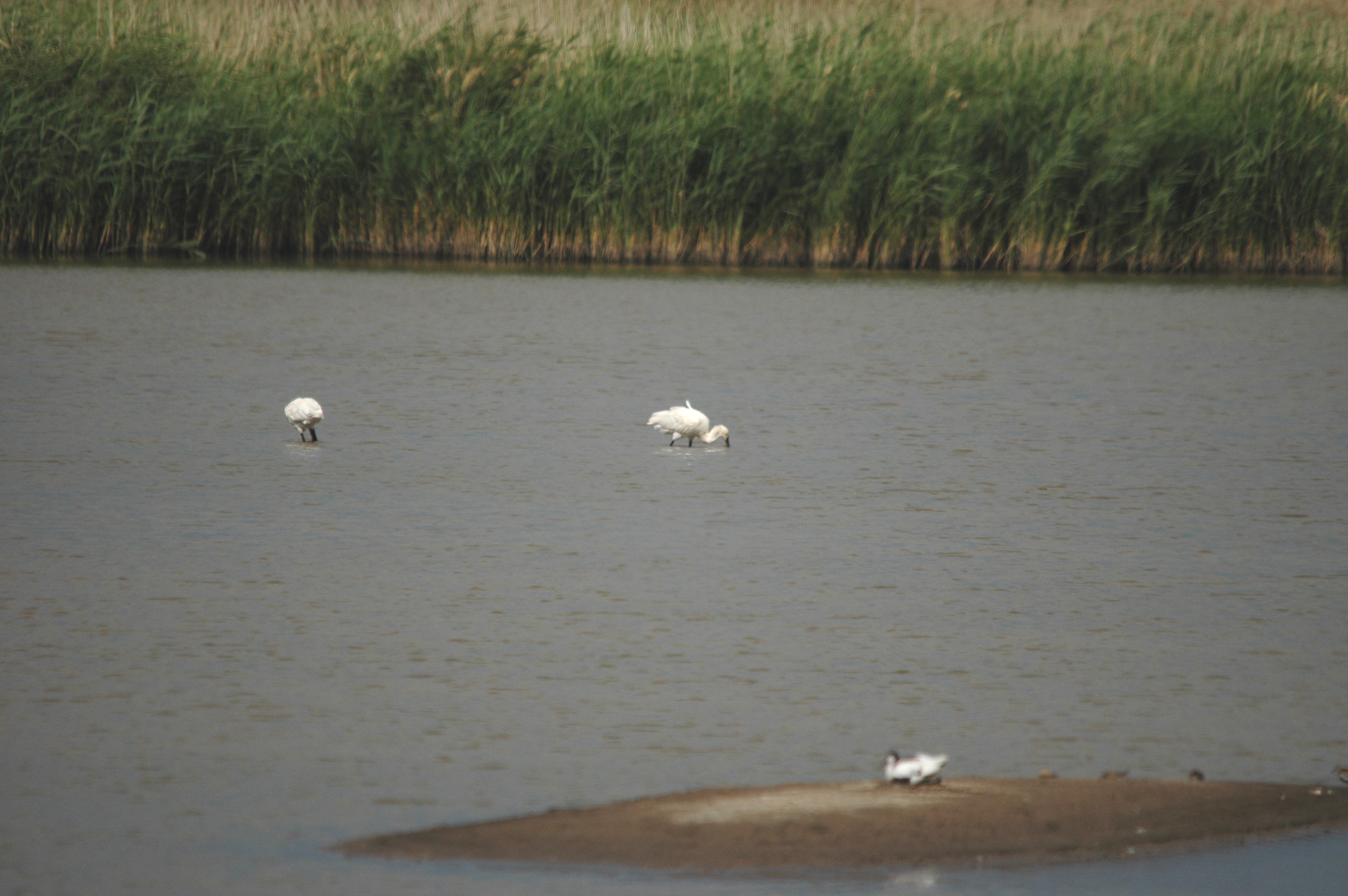 photos/wildlife/Bird_Species/025-Ibises-Spoonbills/0415-Eurasian_Spoonbill/DSC_6669.JPG