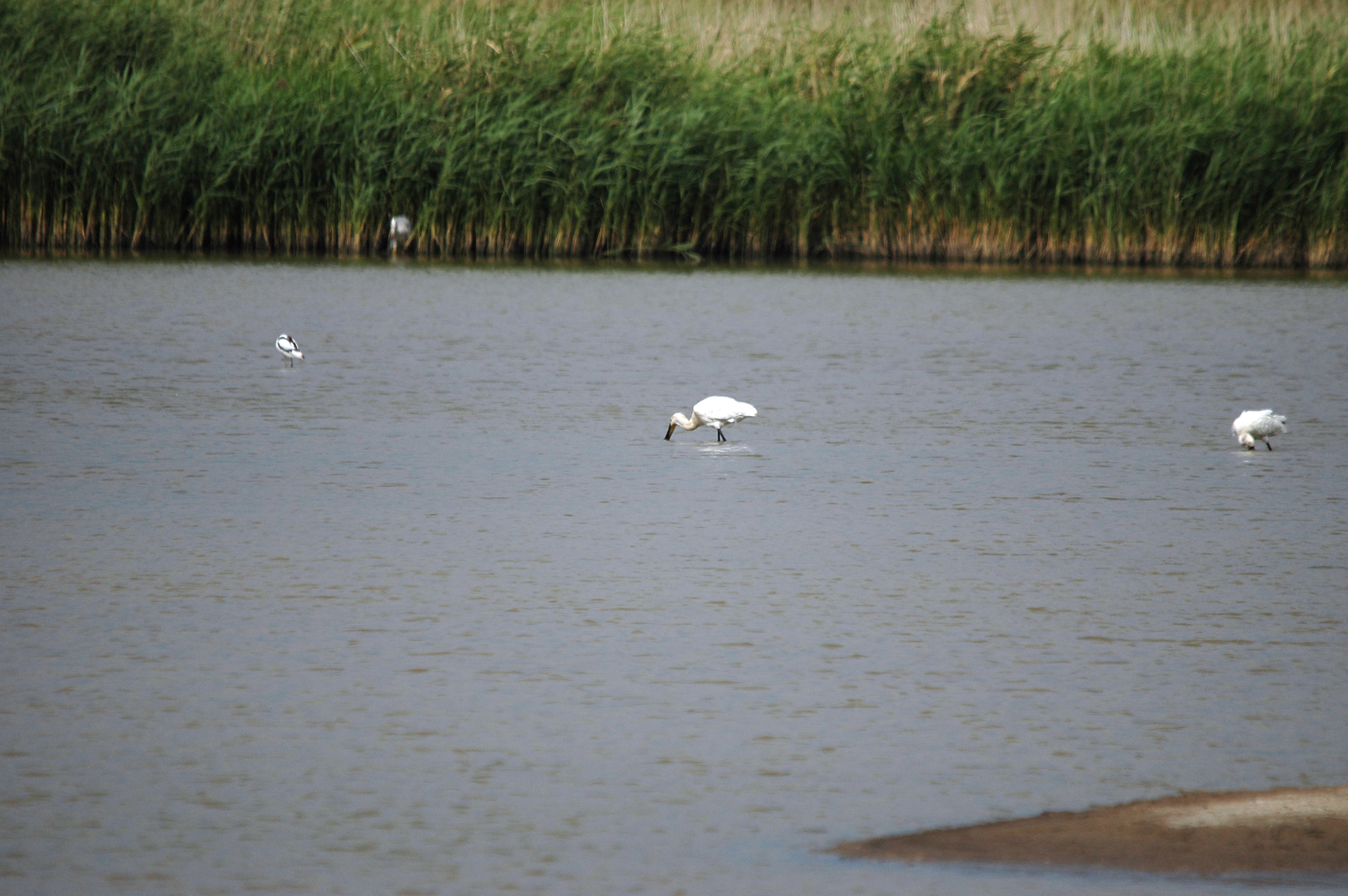 photos/wildlife/Bird_Species/025-Ibises-Spoonbills/0415-Eurasian_Spoonbill/DSC_6670.JPG