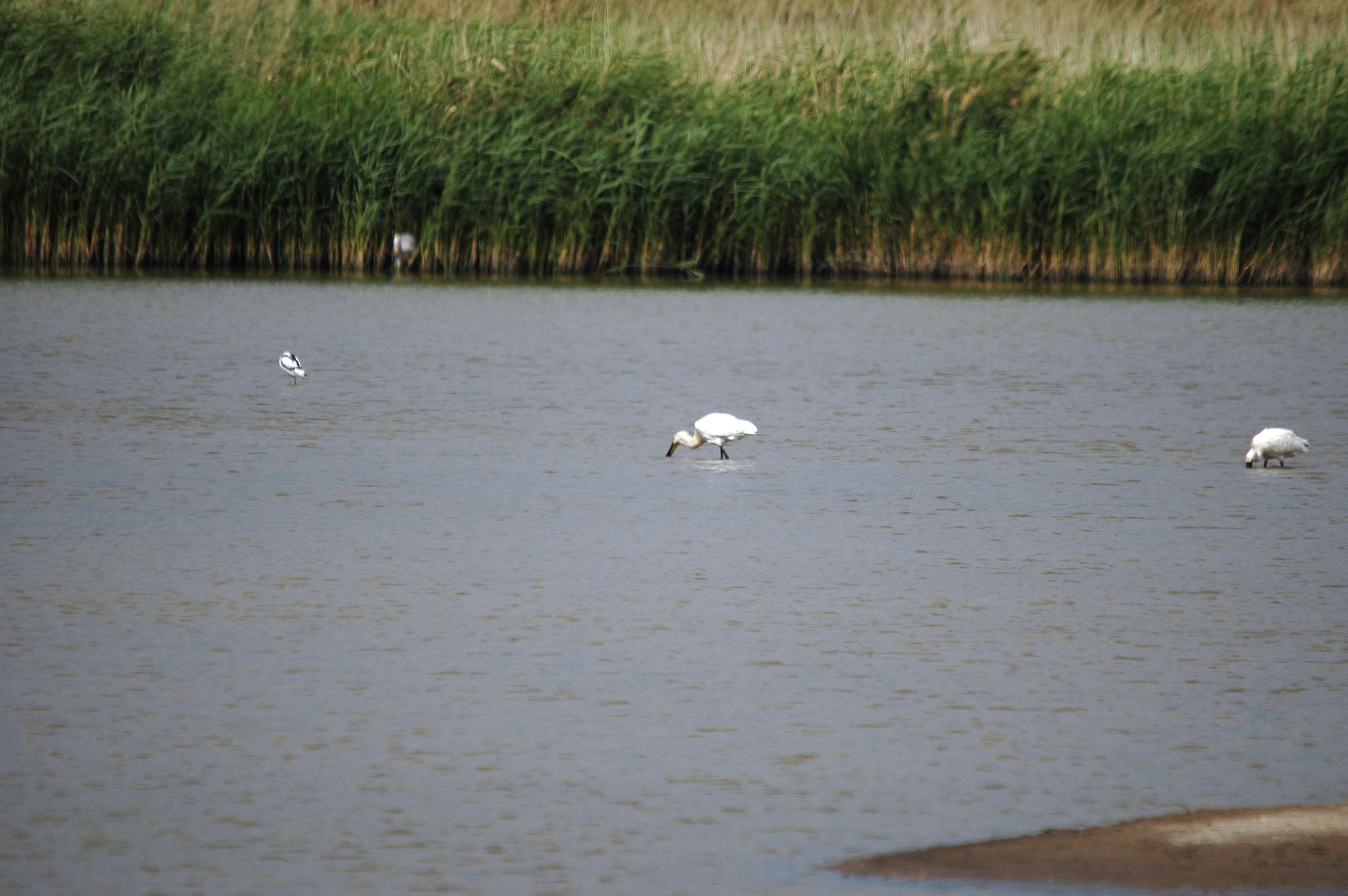 photos/wildlife/Bird_Species/025-Ibises-Spoonbills/0415-Eurasian_Spoonbill/DSC_6671.JPG