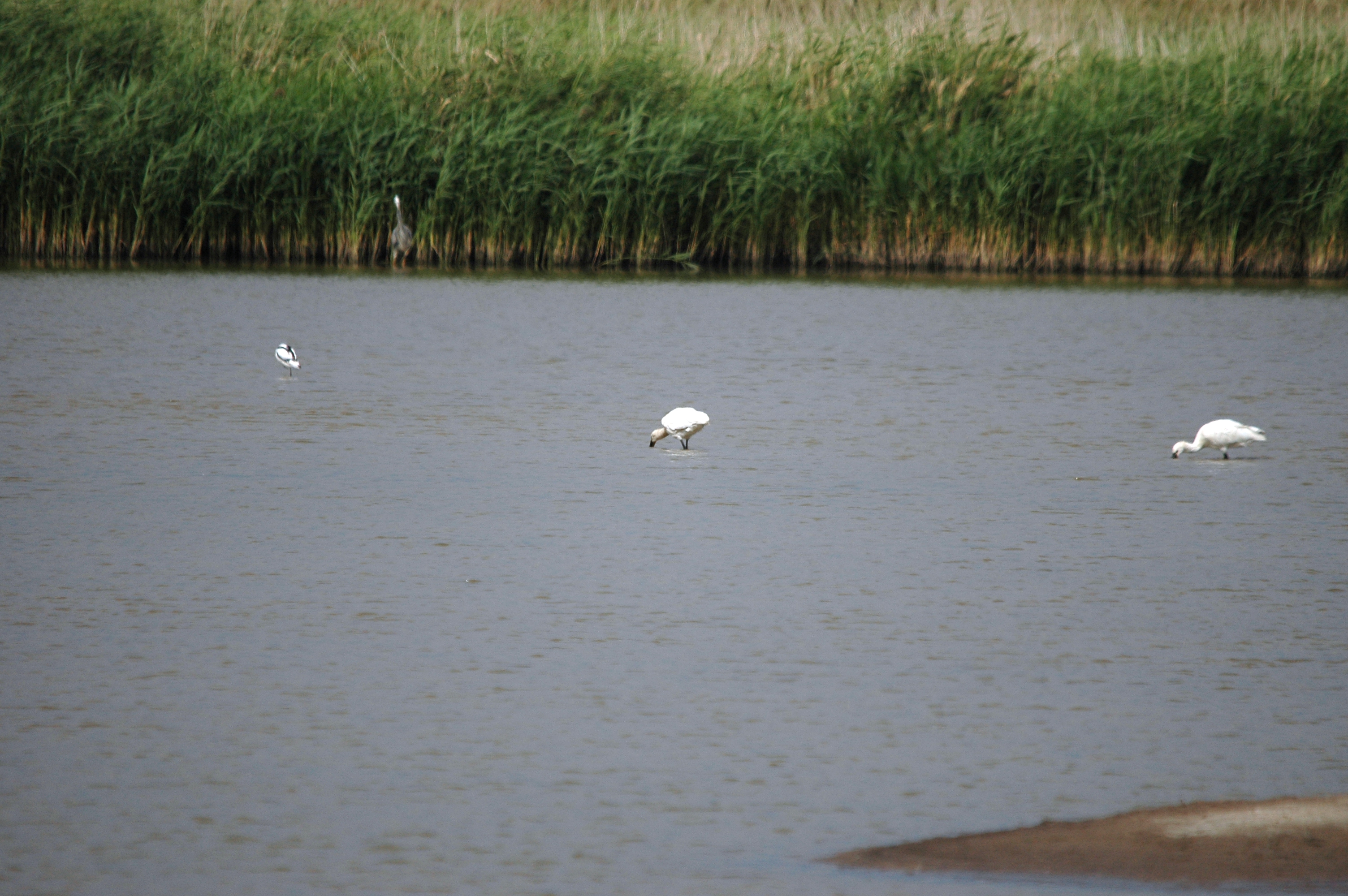 photos/wildlife/Bird_Species/025-Ibises-Spoonbills/0415-Eurasian_Spoonbill/DSC_6672.JPG
