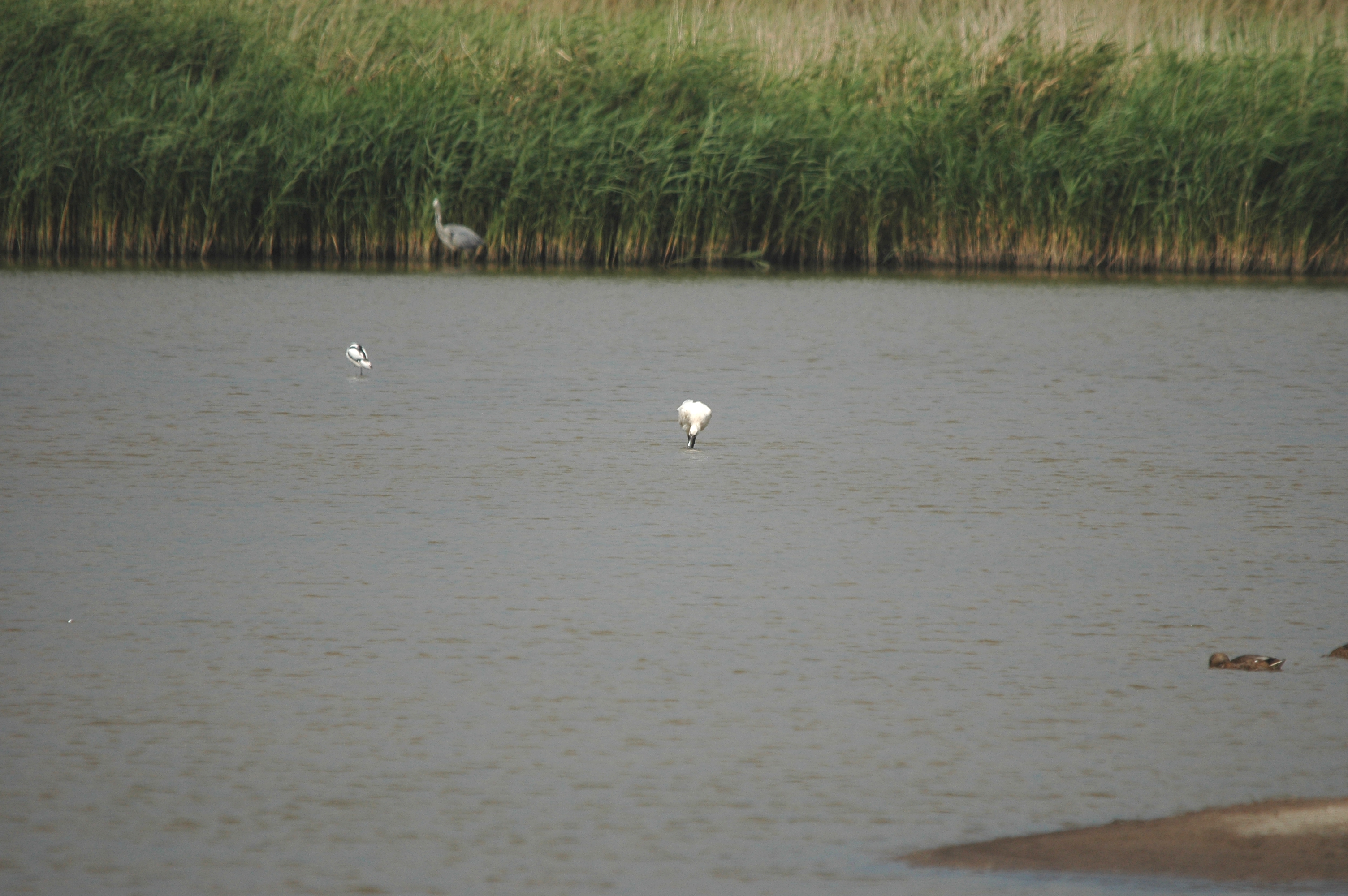 photos/wildlife/Bird_Species/025-Ibises-Spoonbills/0415-Eurasian_Spoonbill/DSC_6673.JPG