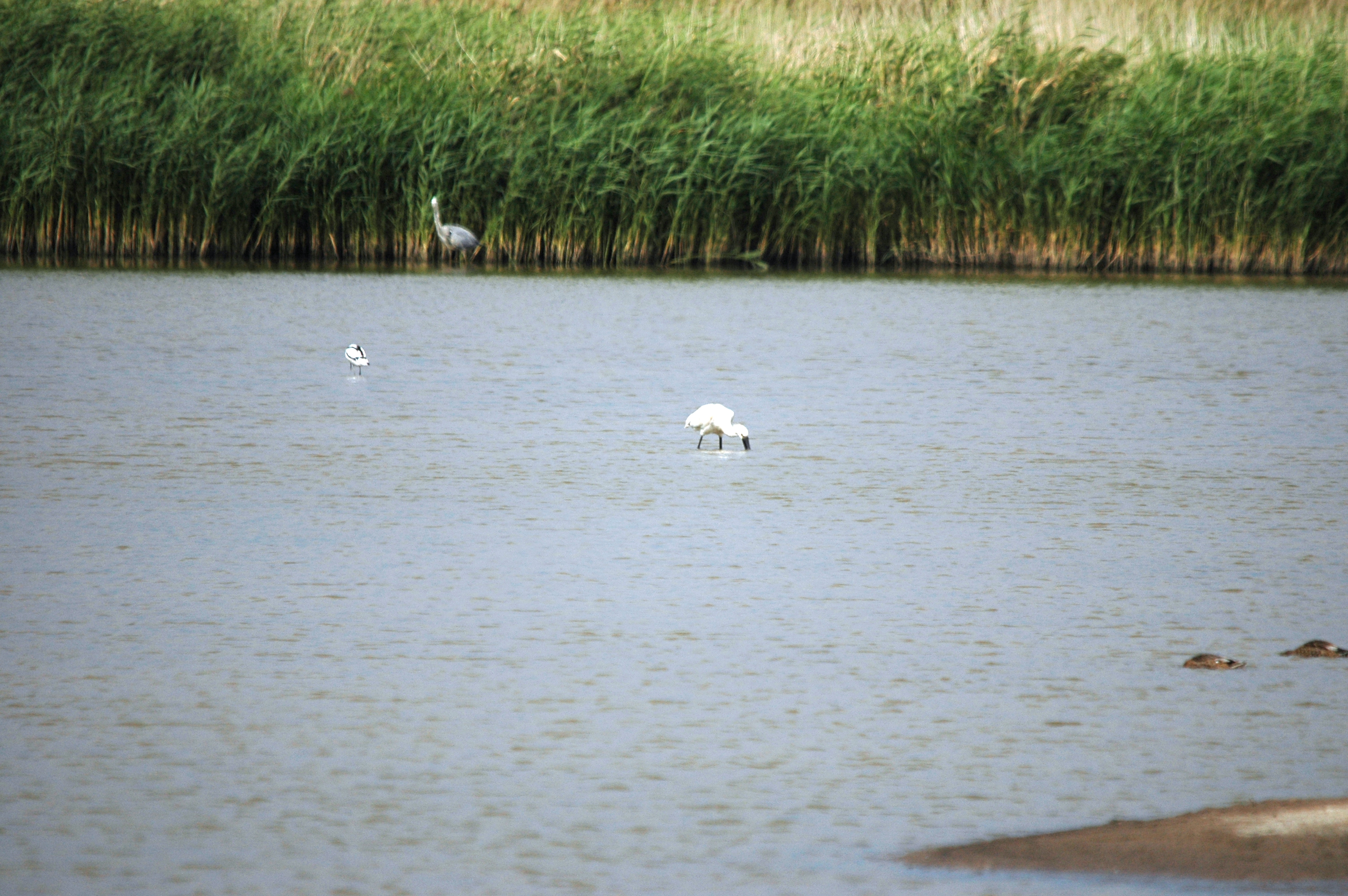 photos/wildlife/Bird_Species/025-Ibises-Spoonbills/0415-Eurasian_Spoonbill/DSC_6674.JPG