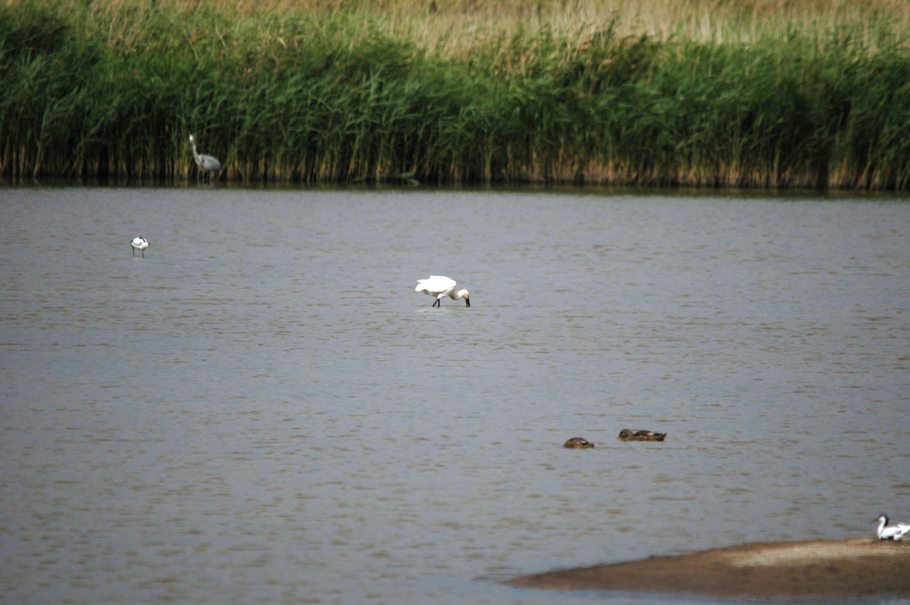 photos/wildlife/Bird_Species/025-Ibises-Spoonbills/0415-Eurasian_Spoonbill/DSC_6675.JPG