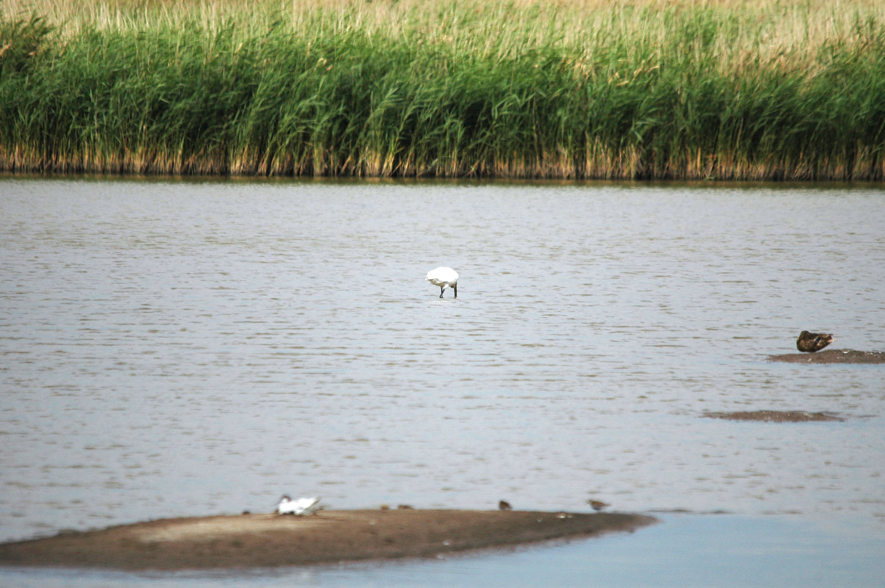 photos/wildlife/Bird_Species/025-Ibises-Spoonbills/0415-Eurasian_Spoonbill/DSC_6679.JPG