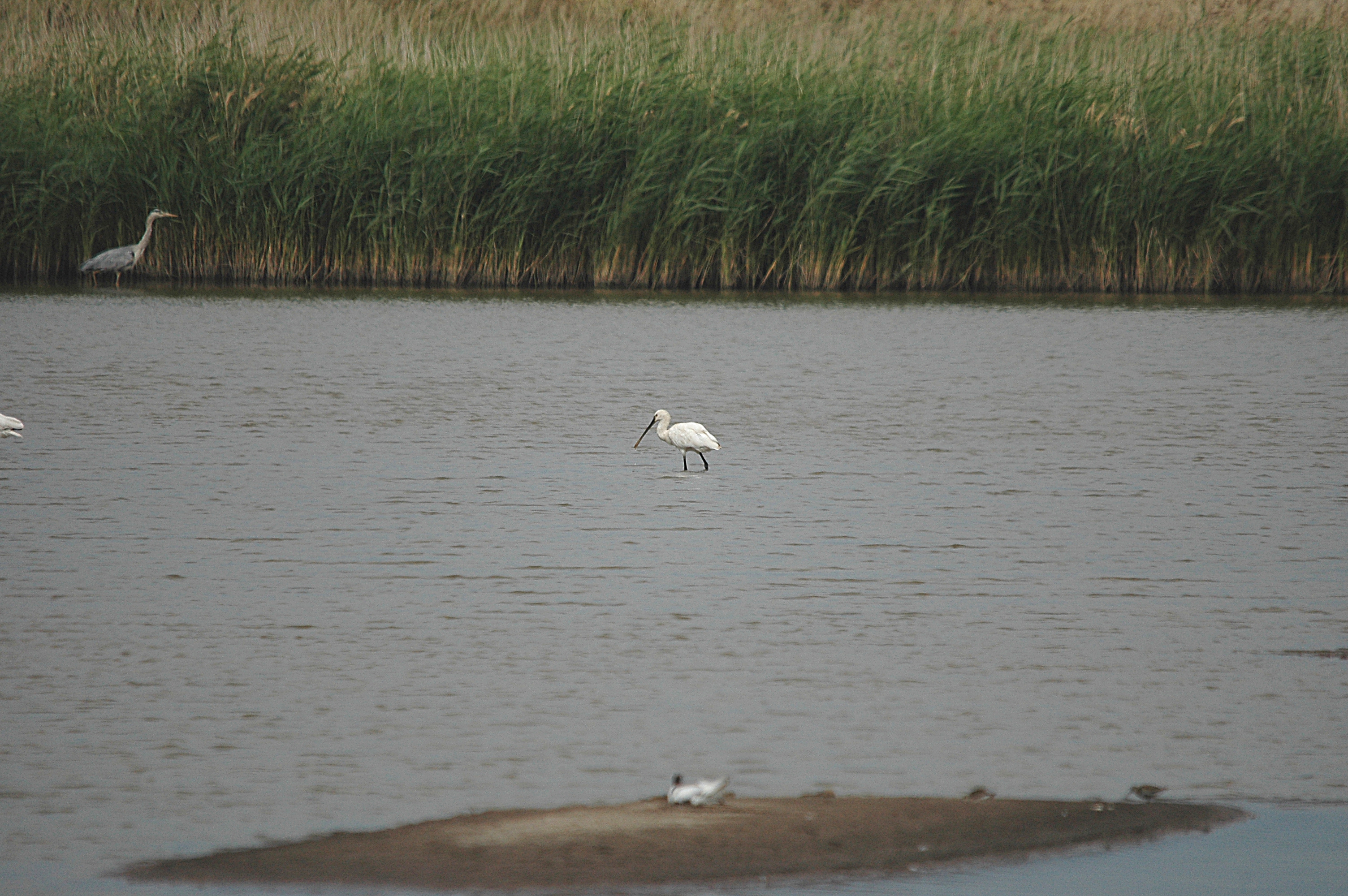 photos/wildlife/Bird_Species/025-Ibises-Spoonbills/0415-Eurasian_Spoonbill/DSC_6680.JPG