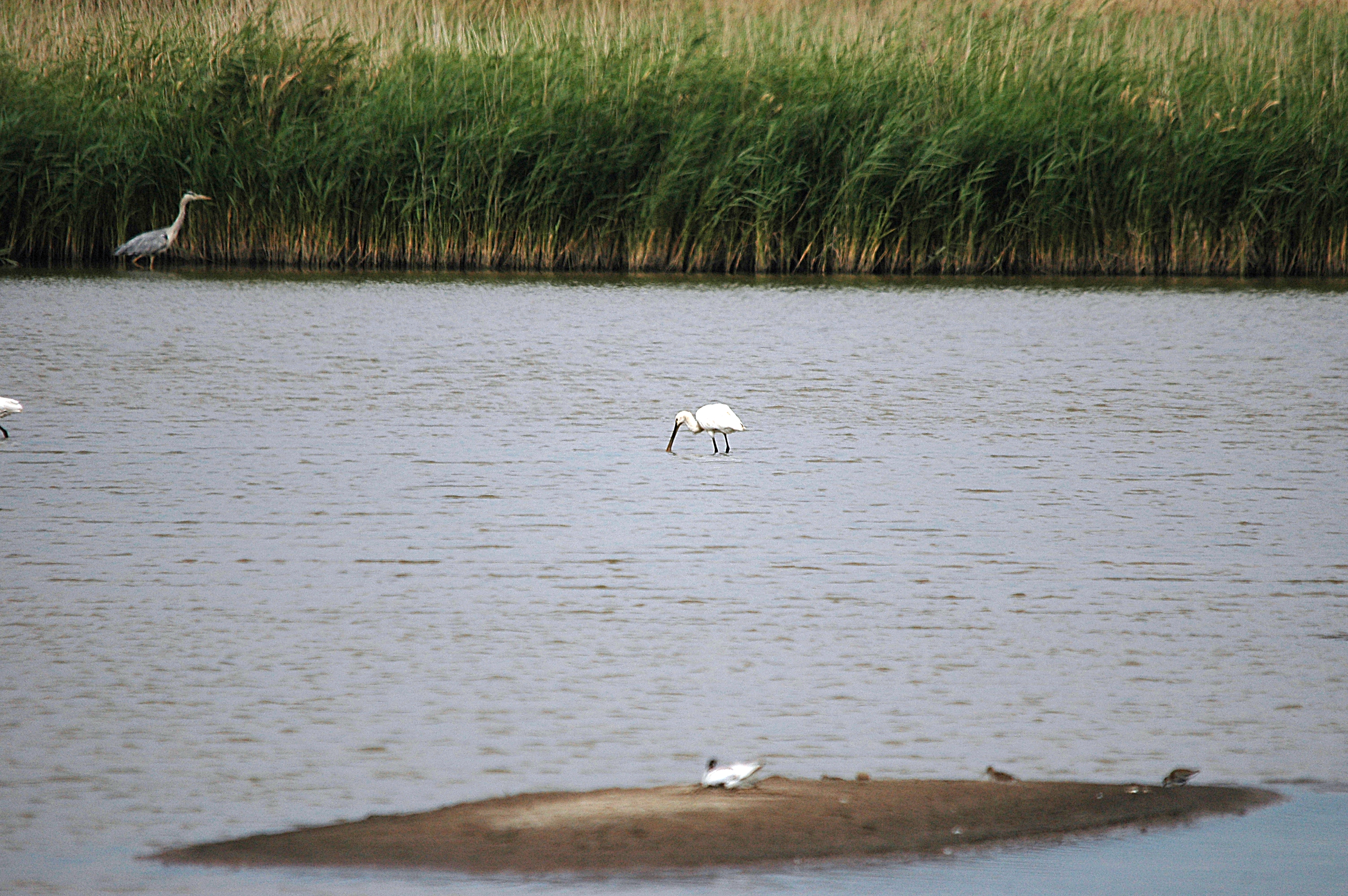 photos/wildlife/Bird_Species/025-Ibises-Spoonbills/0415-Eurasian_Spoonbill/DSC_6681.JPG