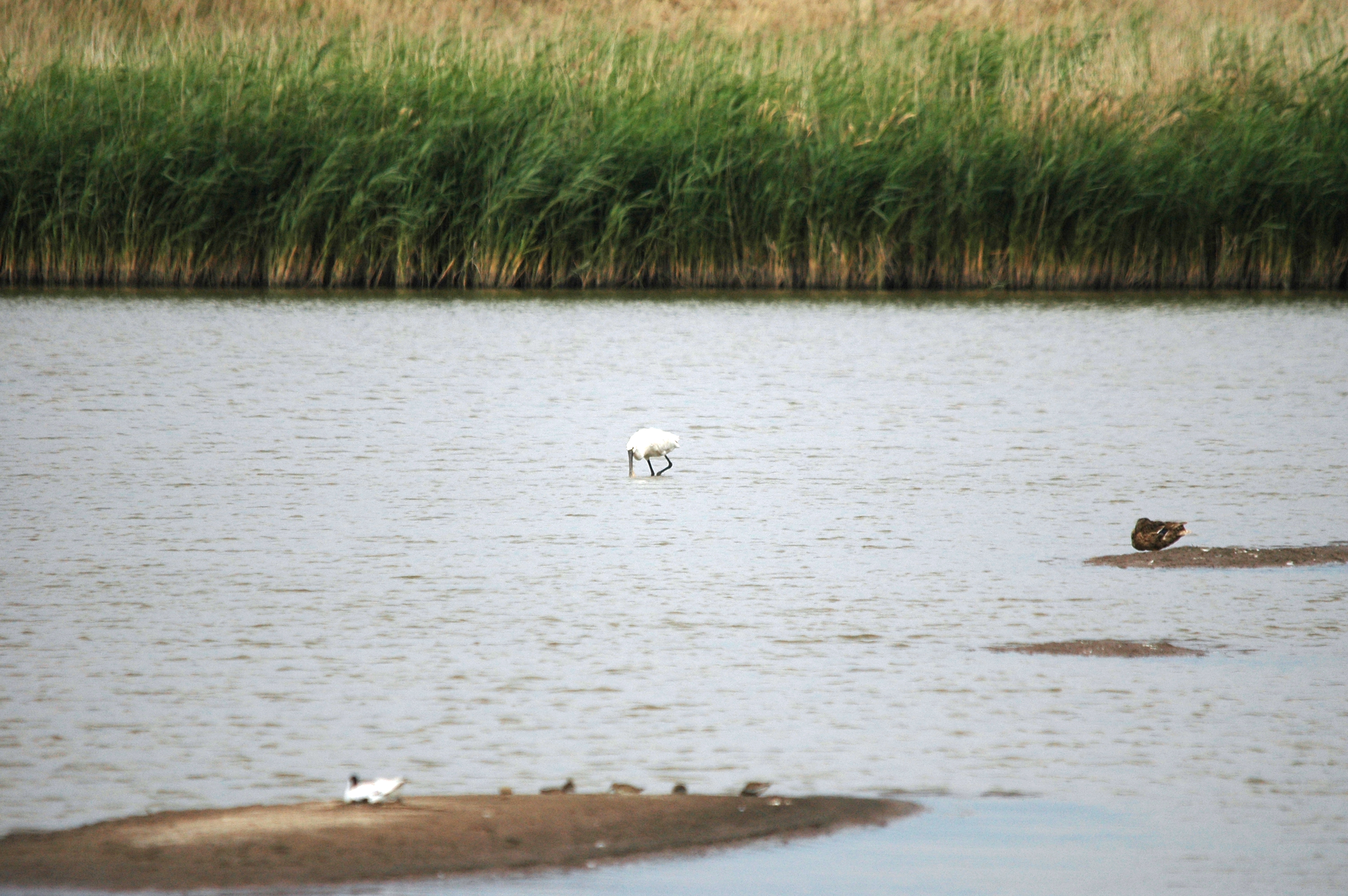 photos/wildlife/Bird_Species/025-Ibises-Spoonbills/0415-Eurasian_Spoonbill/DSC_6682.JPG
