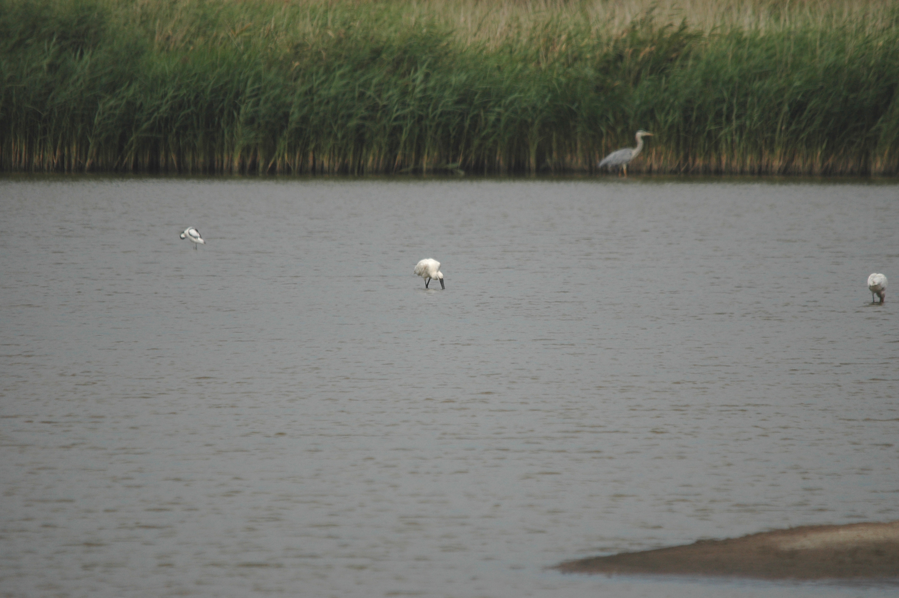 photos/wildlife/Bird_Species/025-Ibises-Spoonbills/0415-Eurasian_Spoonbill/DSC_6683.JPG