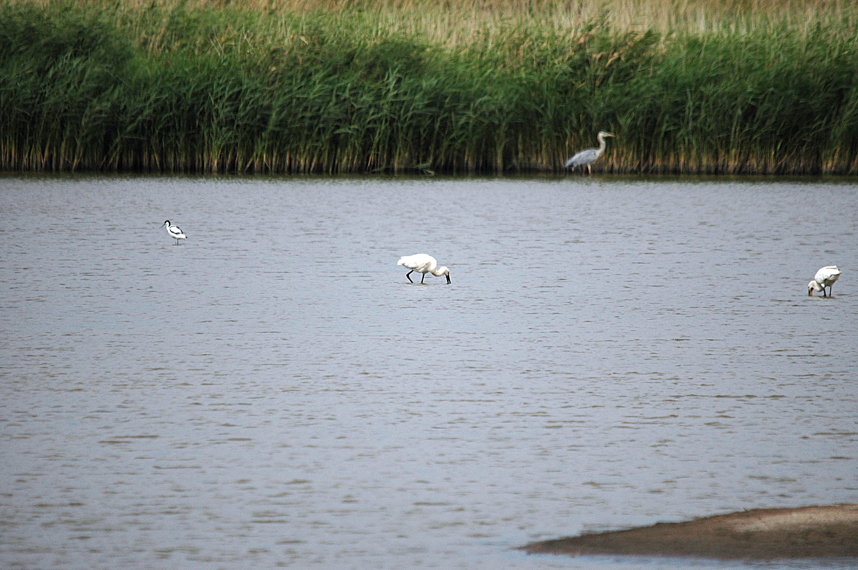 photos/wildlife/Bird_Species/025-Ibises-Spoonbills/0415-Eurasian_Spoonbill/DSC_6684.JPG