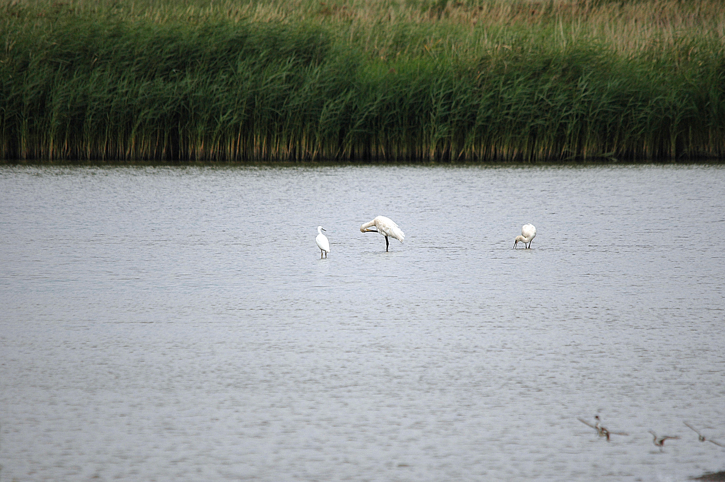 photos/wildlife/Bird_Species/025-Ibises-Spoonbills/0415-Eurasian_Spoonbill/DSC_6686.JPG