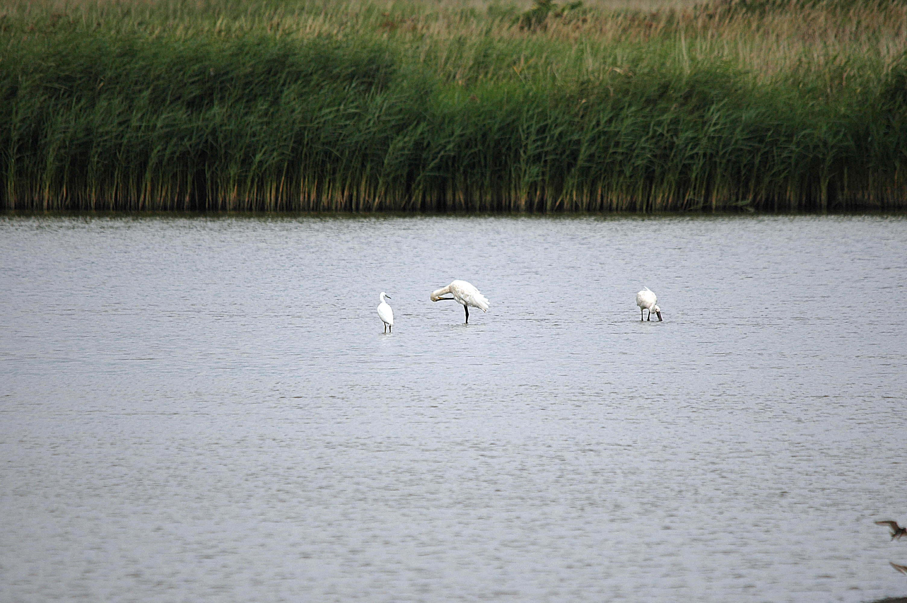 photos/wildlife/Bird_Species/025-Ibises-Spoonbills/0415-Eurasian_Spoonbill/DSC_6687.JPG