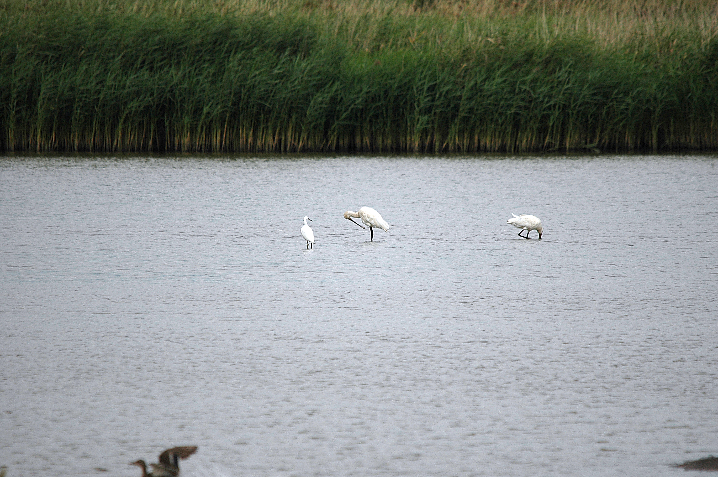 photos/wildlife/Bird_Species/025-Ibises-Spoonbills/0415-Eurasian_Spoonbill/DSC_6688.JPG