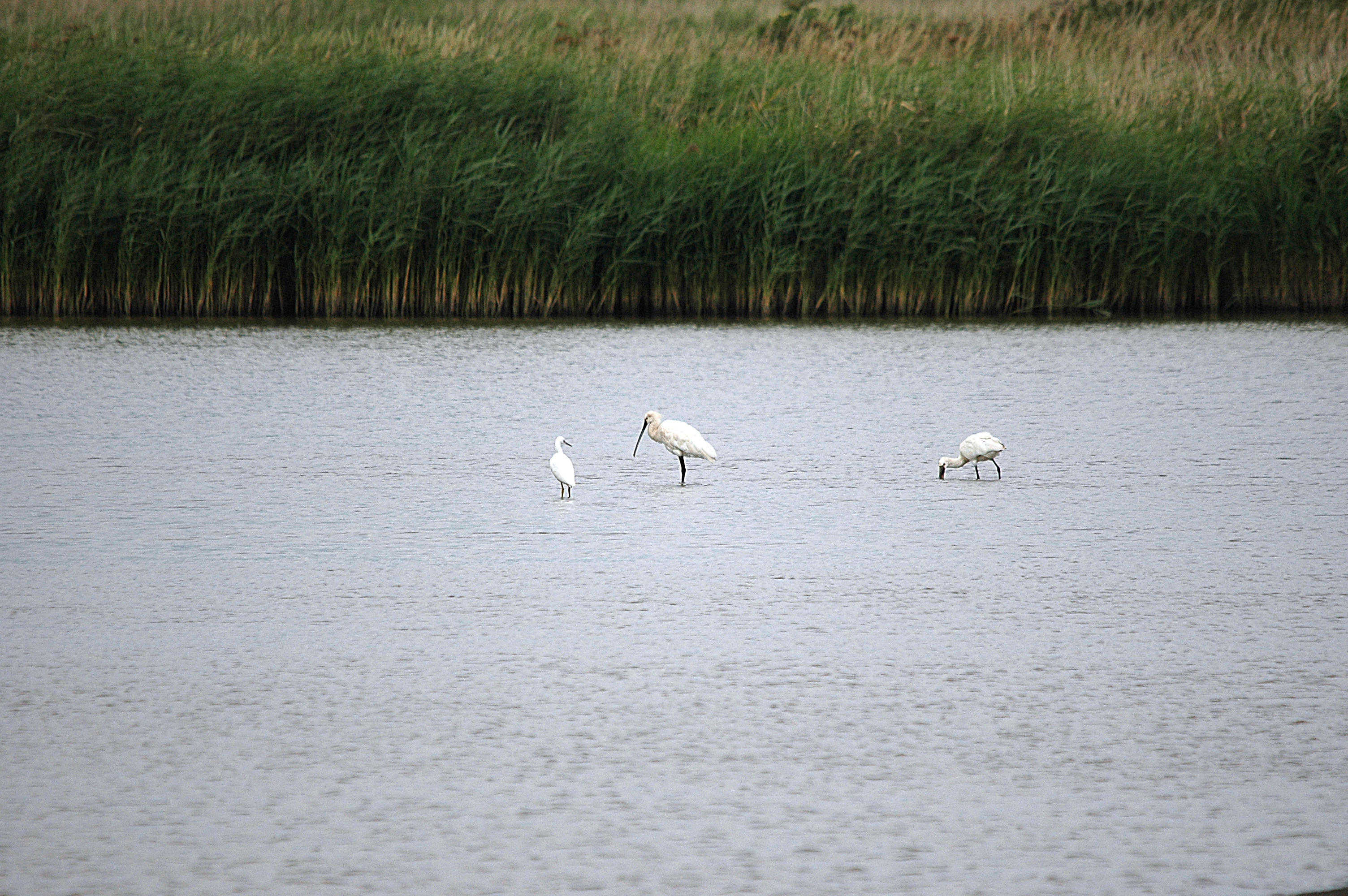 photos/wildlife/Bird_Species/025-Ibises-Spoonbills/0415-Eurasian_Spoonbill/DSC_6689.JPG
