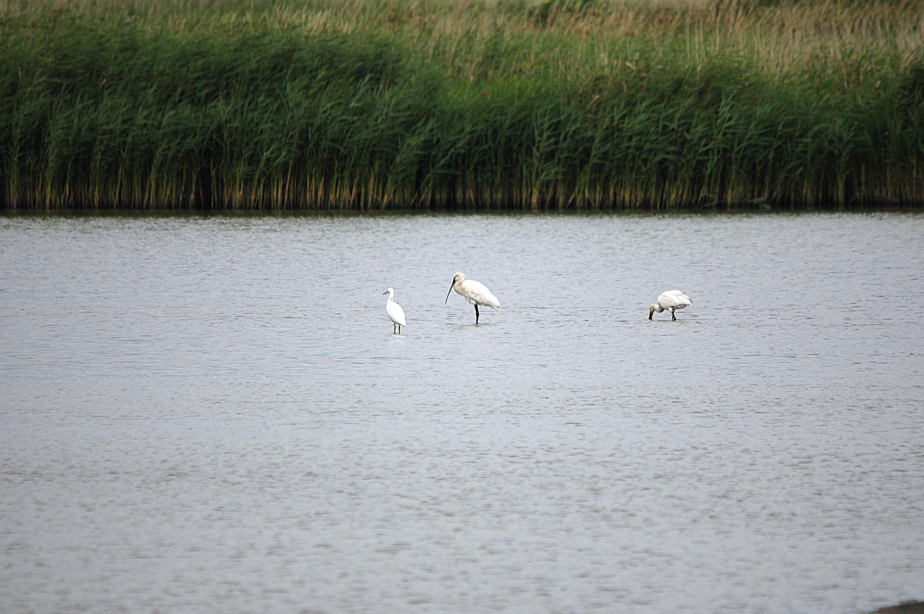 photos/wildlife/Bird_Species/025-Ibises-Spoonbills/0415-Eurasian_Spoonbill/DSC_6690.JPG