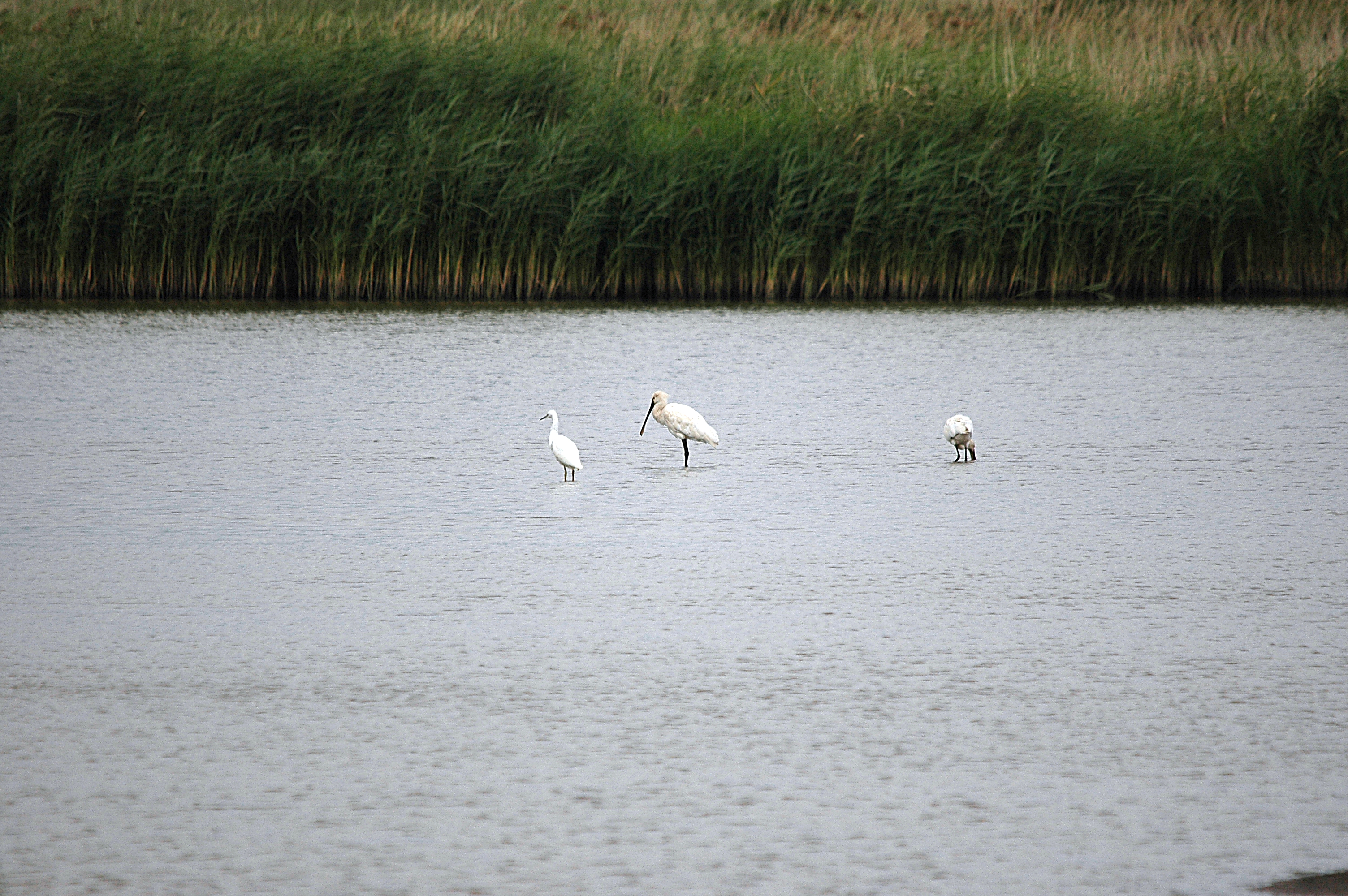 photos/wildlife/Bird_Species/025-Ibises-Spoonbills/0415-Eurasian_Spoonbill/DSC_6691.JPG