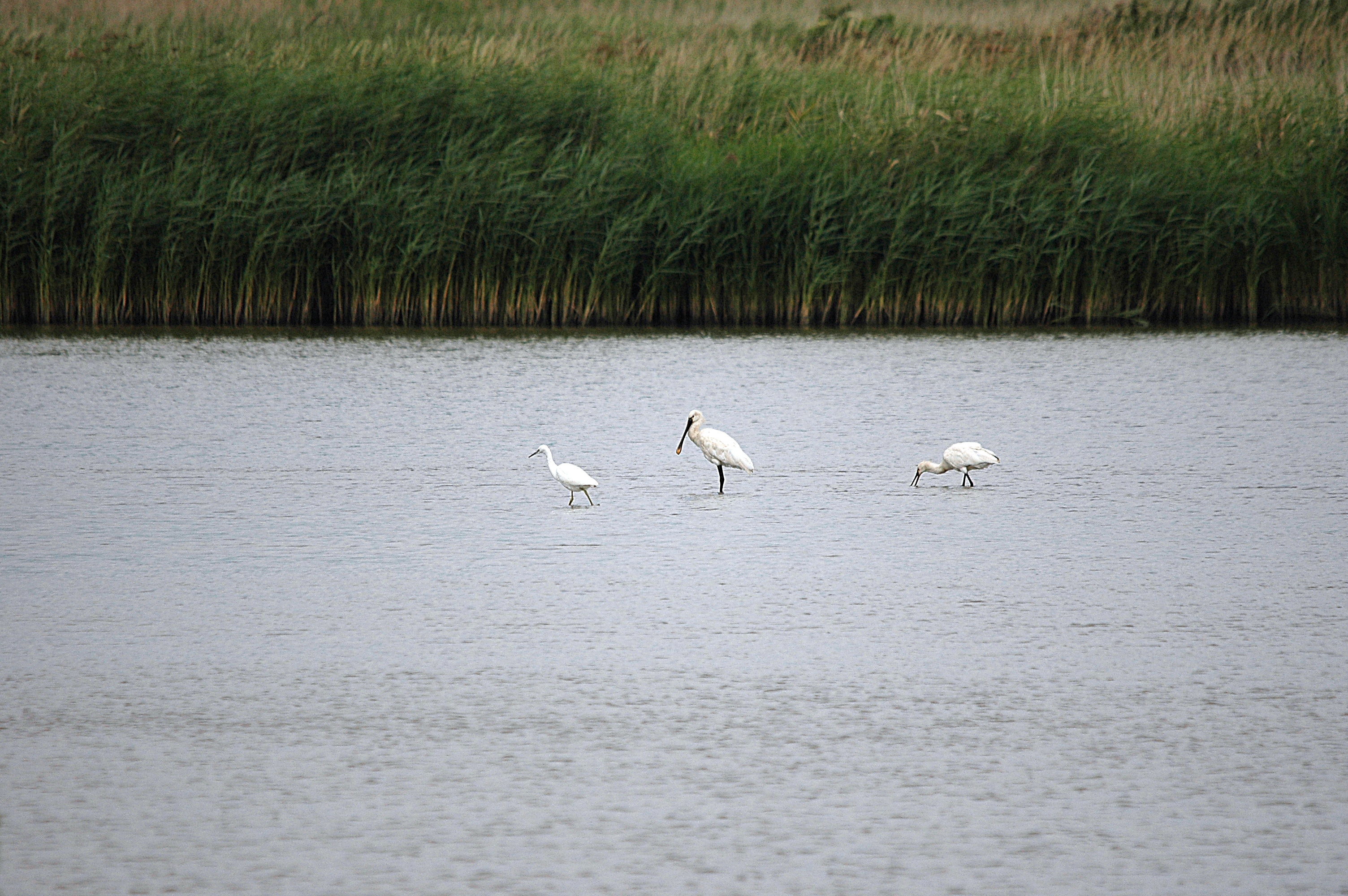 photos/wildlife/Bird_Species/025-Ibises-Spoonbills/0415-Eurasian_Spoonbill/DSC_6692.JPG