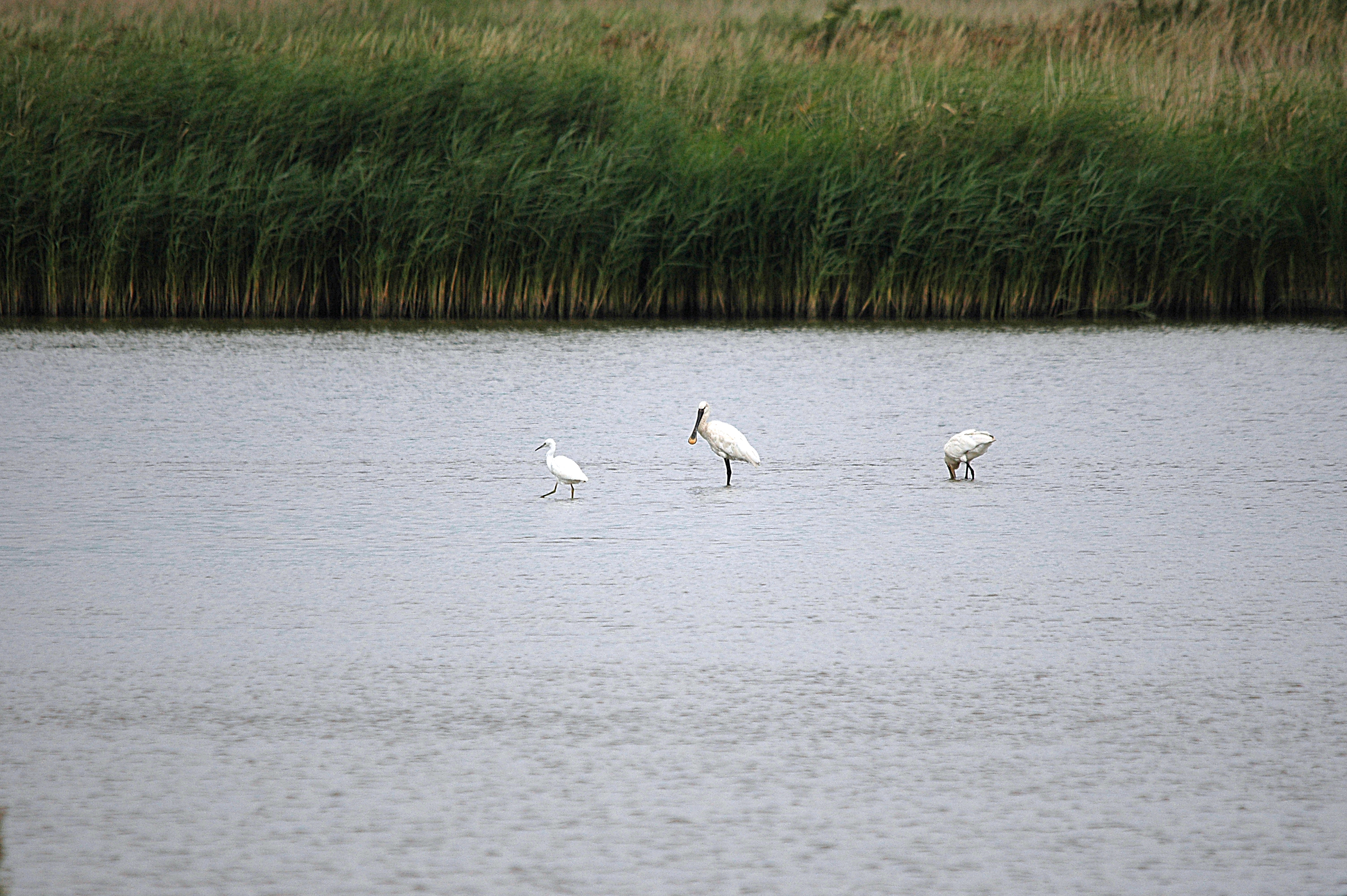 photos/wildlife/Bird_Species/025-Ibises-Spoonbills/0415-Eurasian_Spoonbill/DSC_6693.JPG