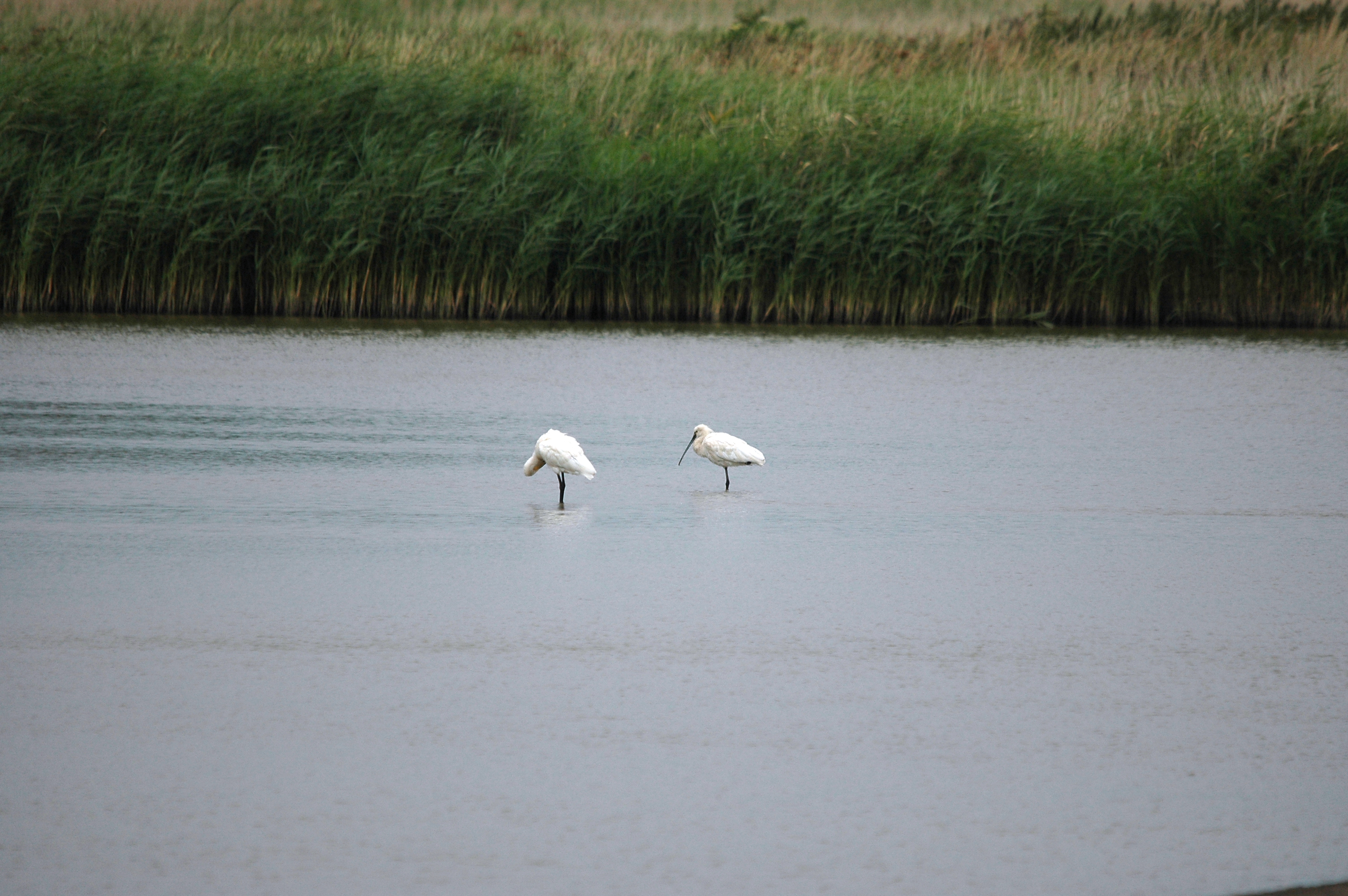photos/wildlife/Bird_Species/025-Ibises-Spoonbills/0415-Eurasian_Spoonbill/DSC_6700.JPG