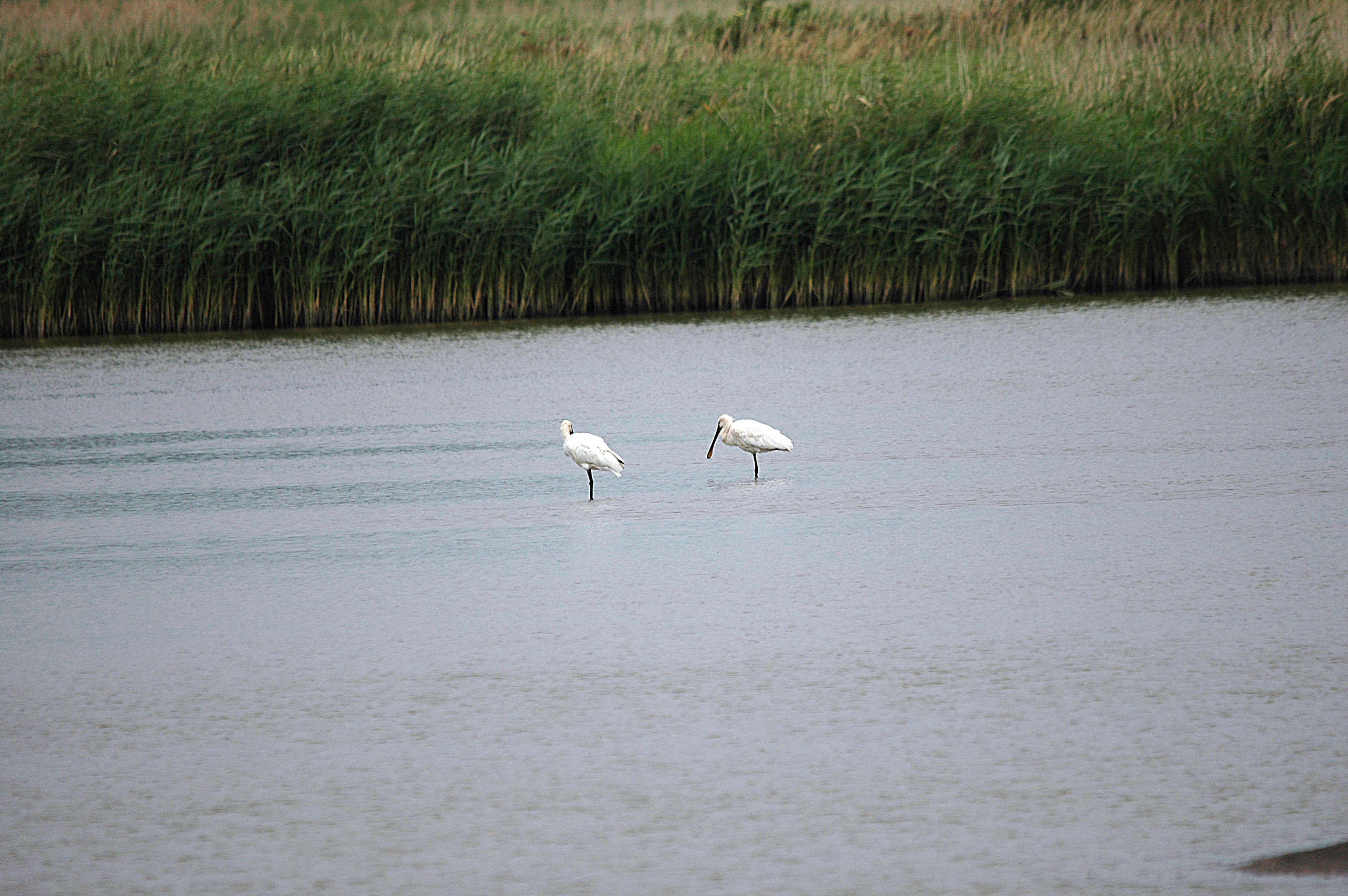 photos/wildlife/Bird_Species/025-Ibises-Spoonbills/0415-Eurasian_Spoonbill/DSC_6702.JPG