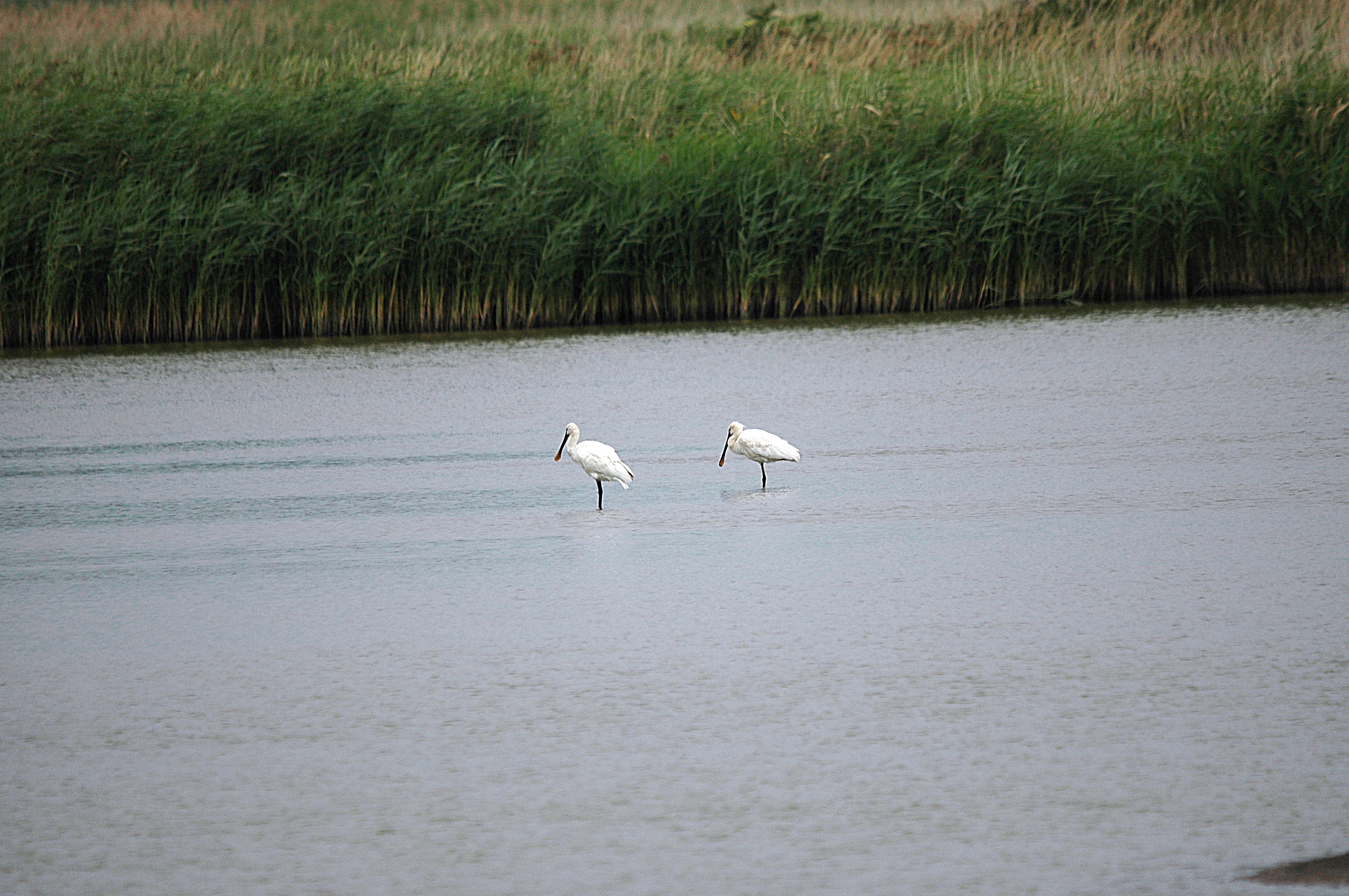 photos/wildlife/Bird_Species/025-Ibises-Spoonbills/0415-Eurasian_Spoonbill/DSC_6703.JPG