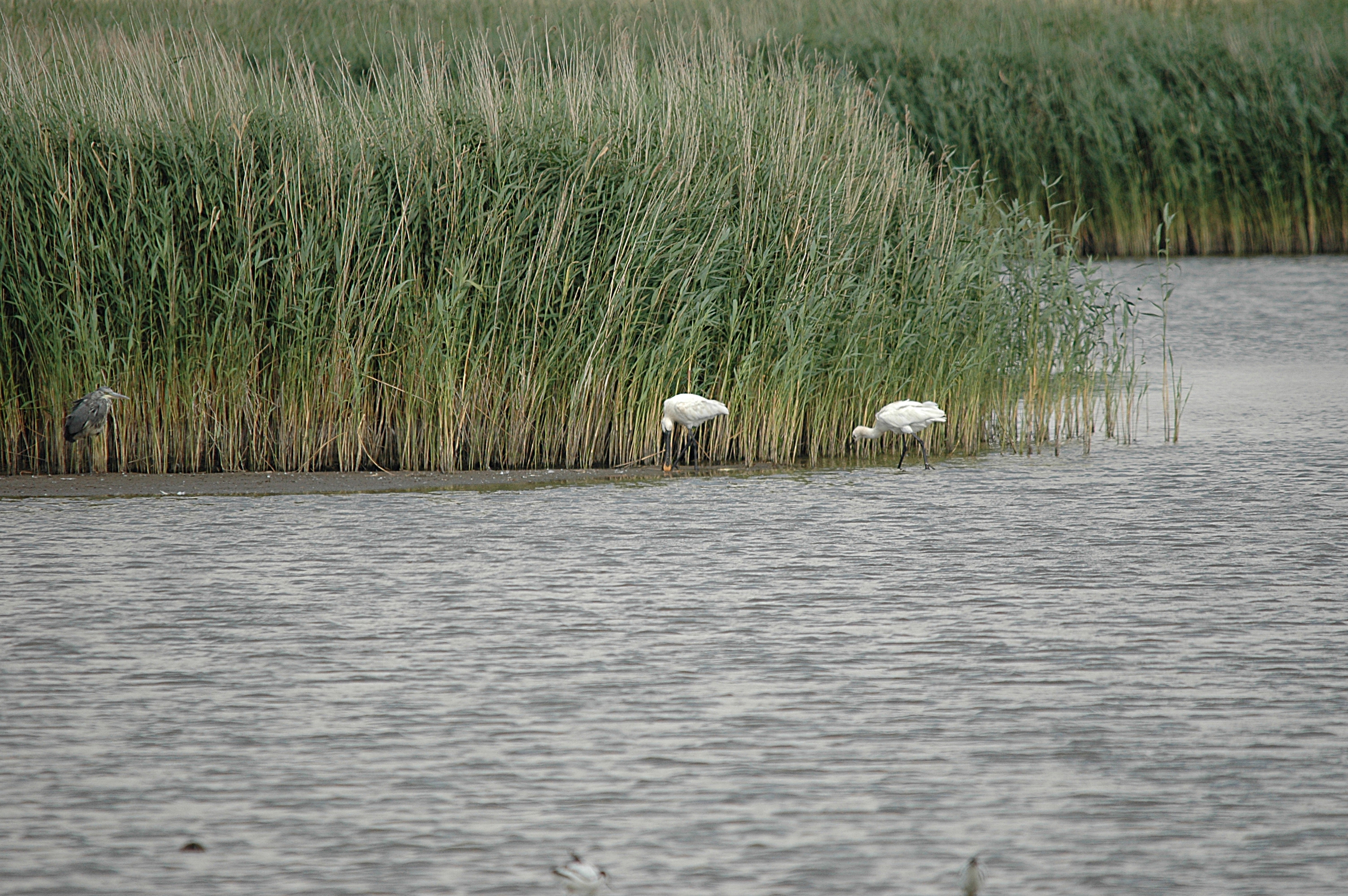 photos/wildlife/Bird_Species/025-Ibises-Spoonbills/0415-Eurasian_Spoonbill/DSC_6720.JPG