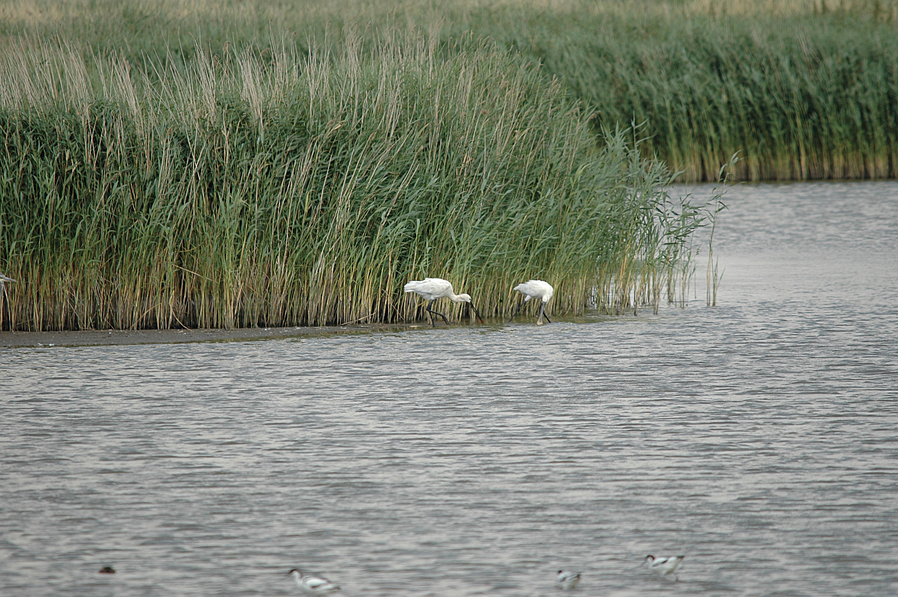 photos/wildlife/Bird_Species/025-Ibises-Spoonbills/0415-Eurasian_Spoonbill/DSC_6721.JPG