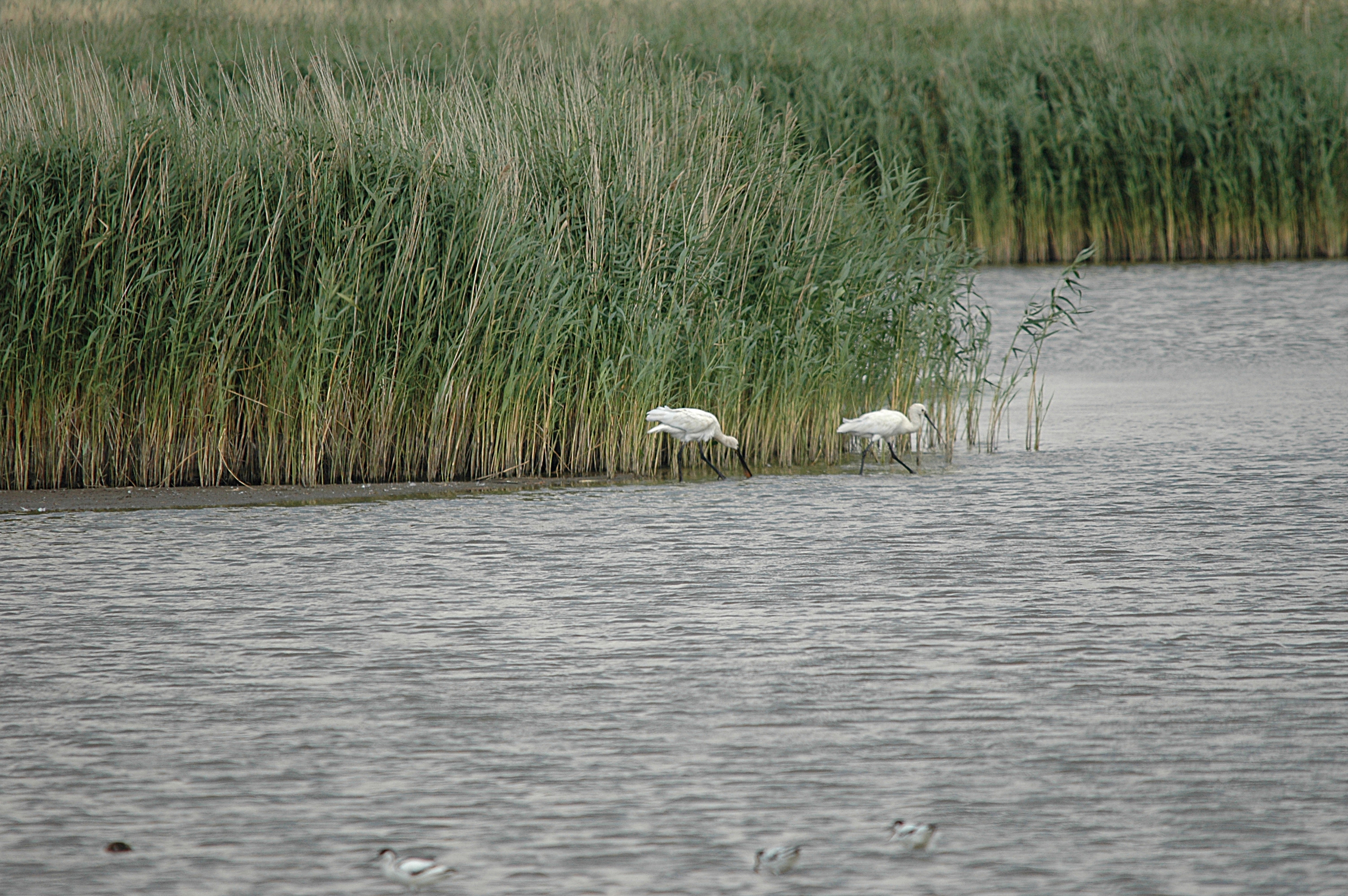photos/wildlife/Bird_Species/025-Ibises-Spoonbills/0415-Eurasian_Spoonbill/DSC_6722.JPG
