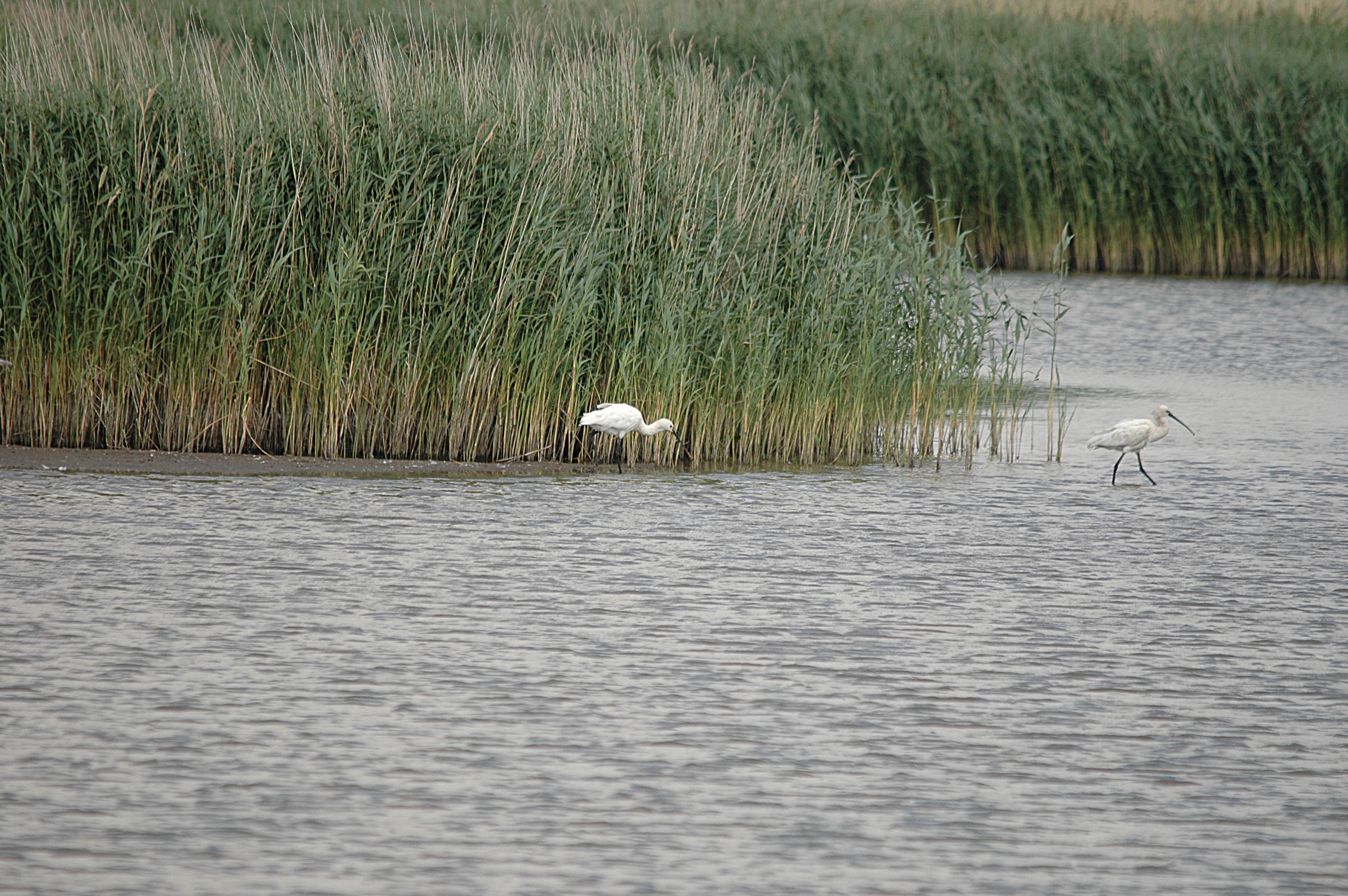 photos/wildlife/Bird_Species/025-Ibises-Spoonbills/0415-Eurasian_Spoonbill/DSC_6723.JPG
