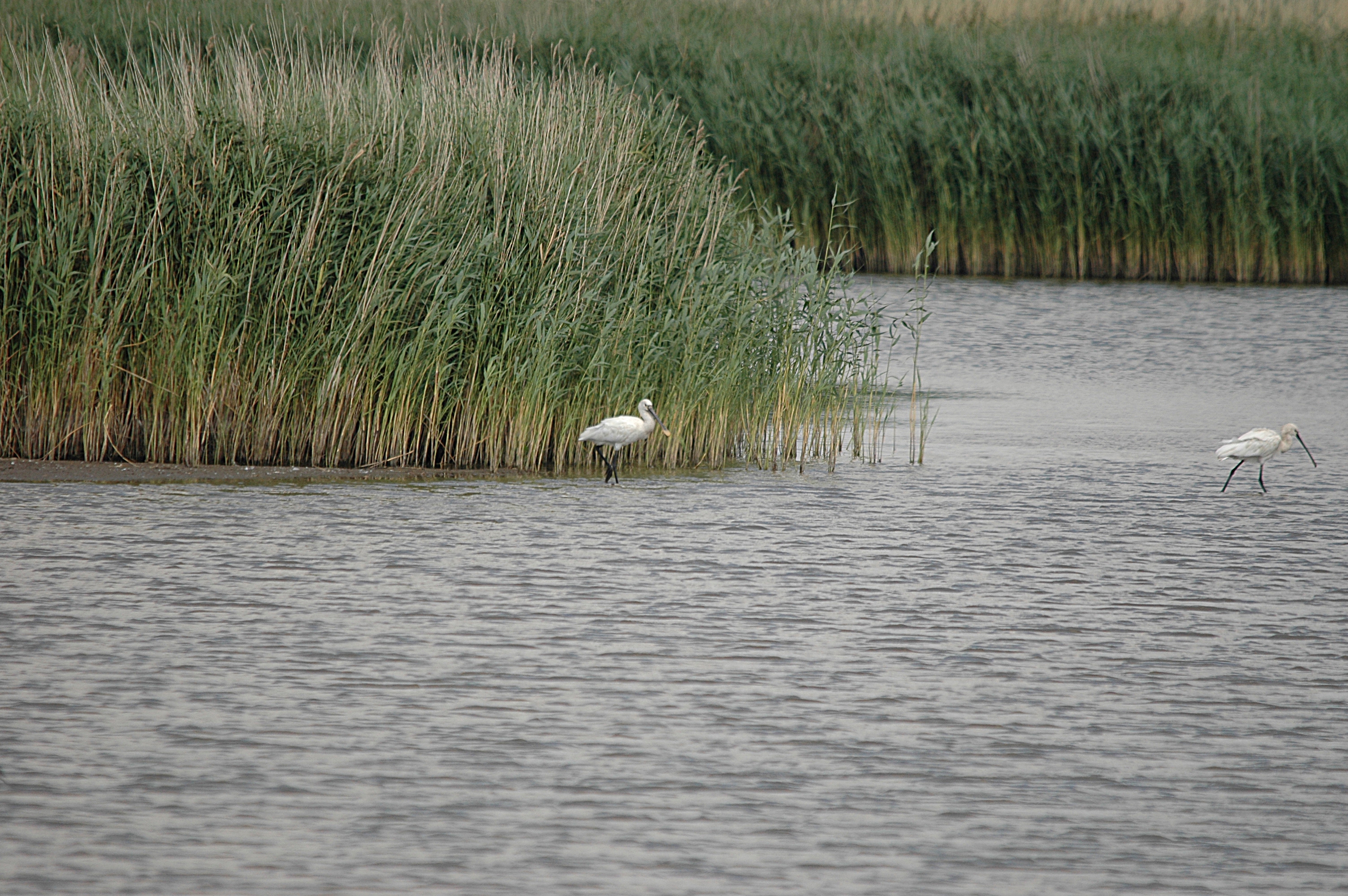 photos/wildlife/Bird_Species/025-Ibises-Spoonbills/0415-Eurasian_Spoonbill/DSC_6724.JPG