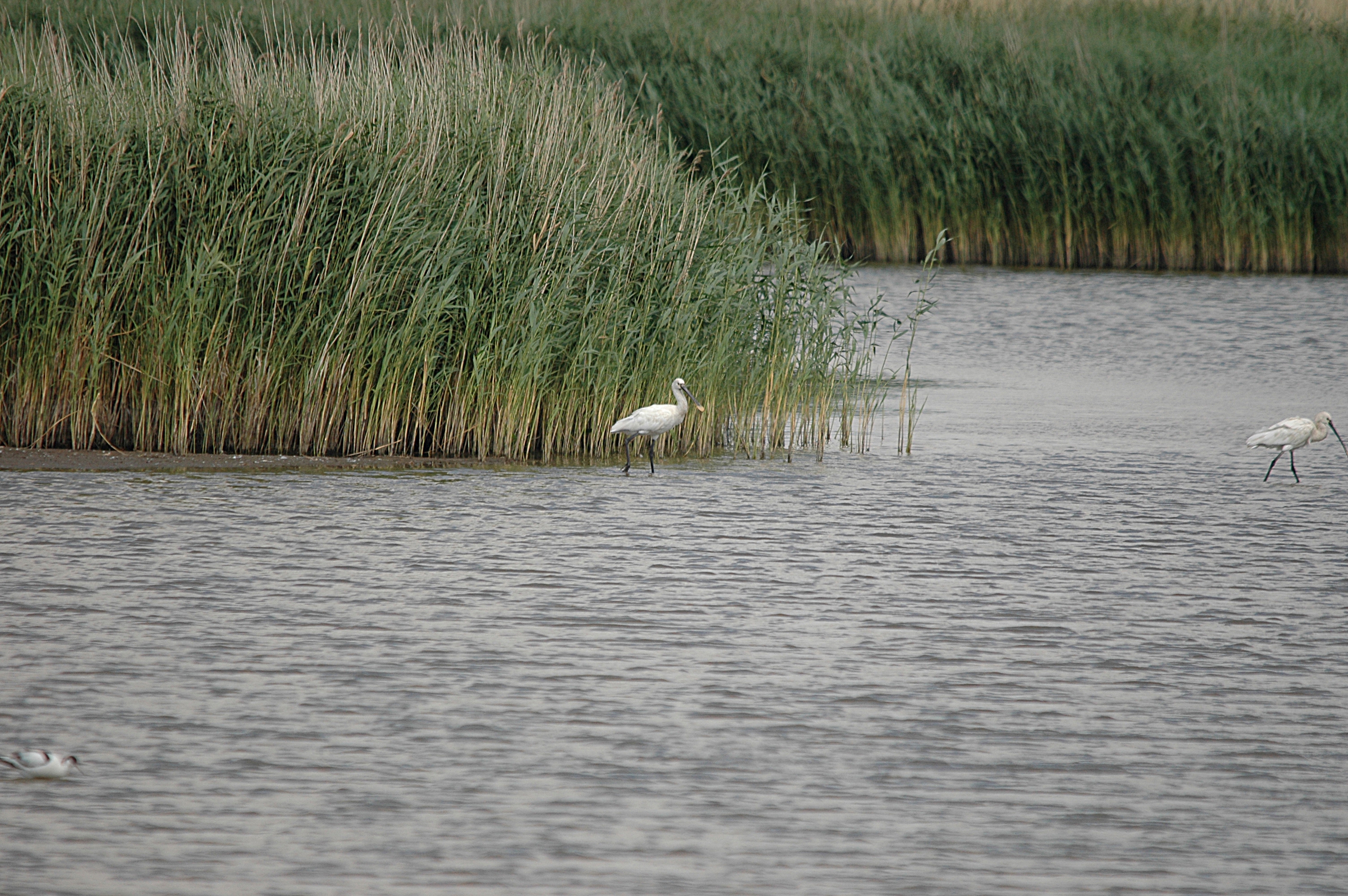 photos/wildlife/Bird_Species/025-Ibises-Spoonbills/0415-Eurasian_Spoonbill/DSC_6725.JPG