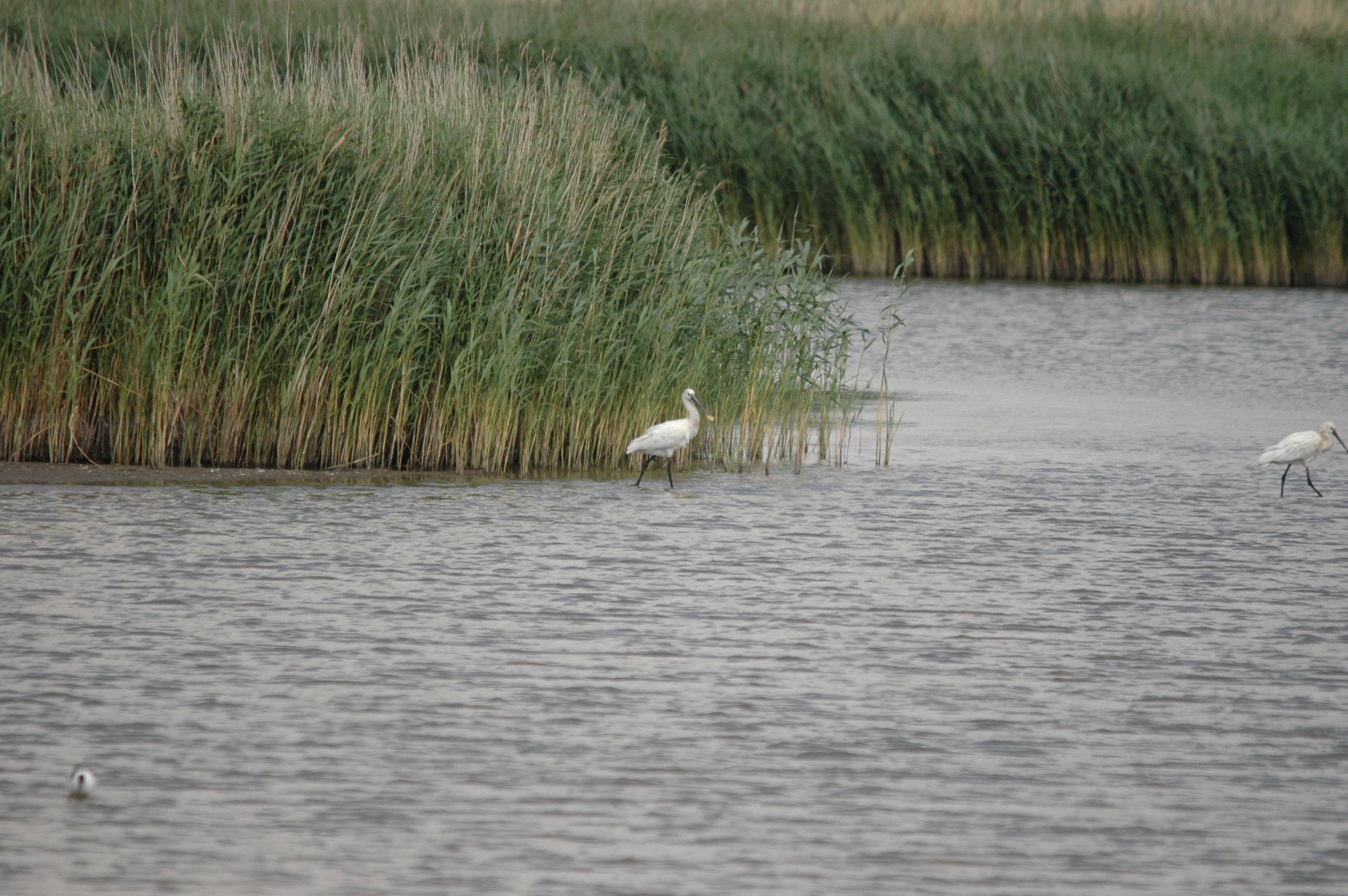 photos/wildlife/Bird_Species/025-Ibises-Spoonbills/0415-Eurasian_Spoonbill/DSC_6726.JPG