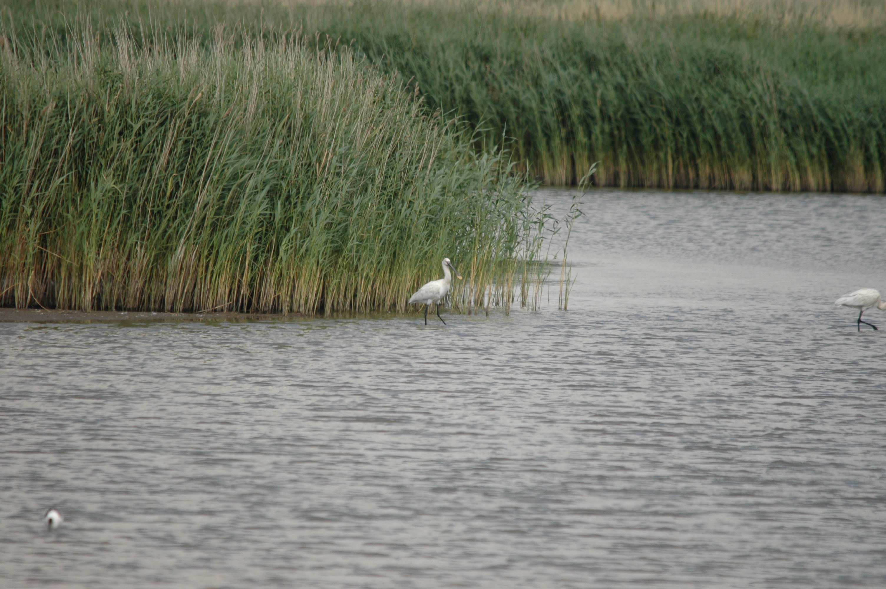 photos/wildlife/Bird_Species/025-Ibises-Spoonbills/0415-Eurasian_Spoonbill/DSC_6727.JPG