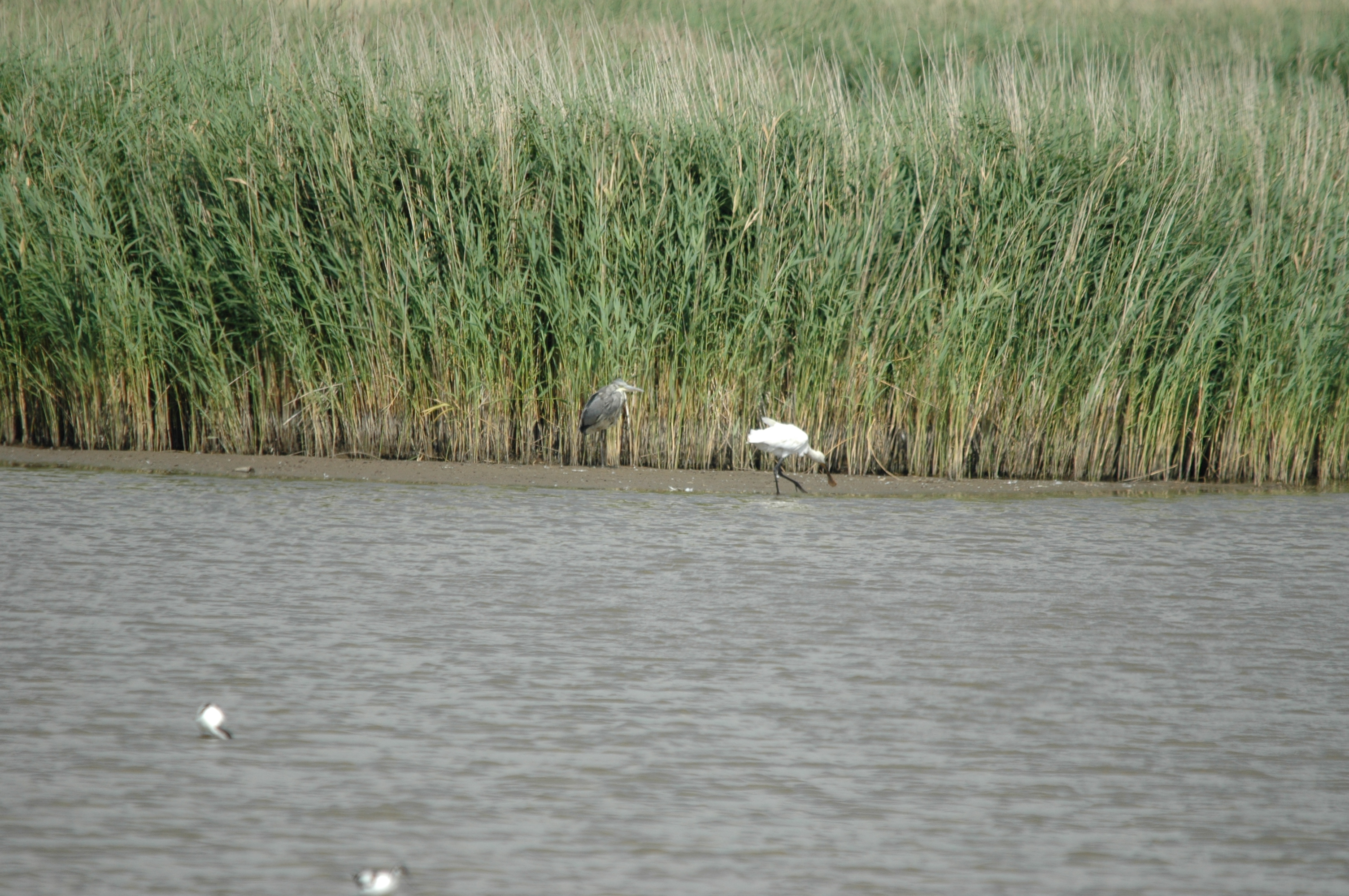 photos/wildlife/Bird_Species/025-Ibises-Spoonbills/0415-Eurasian_Spoonbill/DSC_6728.JPG