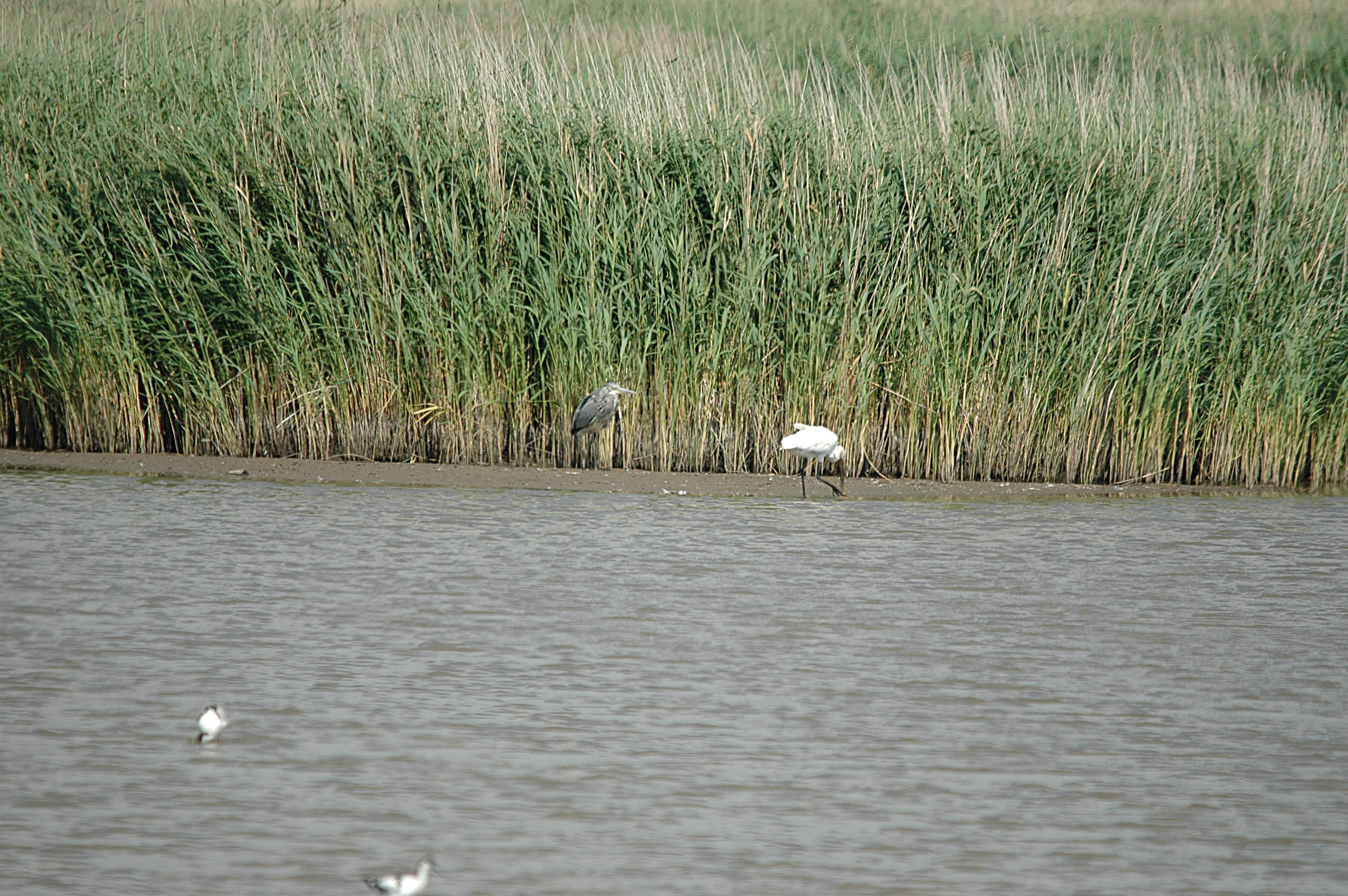 photos/wildlife/Bird_Species/025-Ibises-Spoonbills/0415-Eurasian_Spoonbill/DSC_6729.JPG