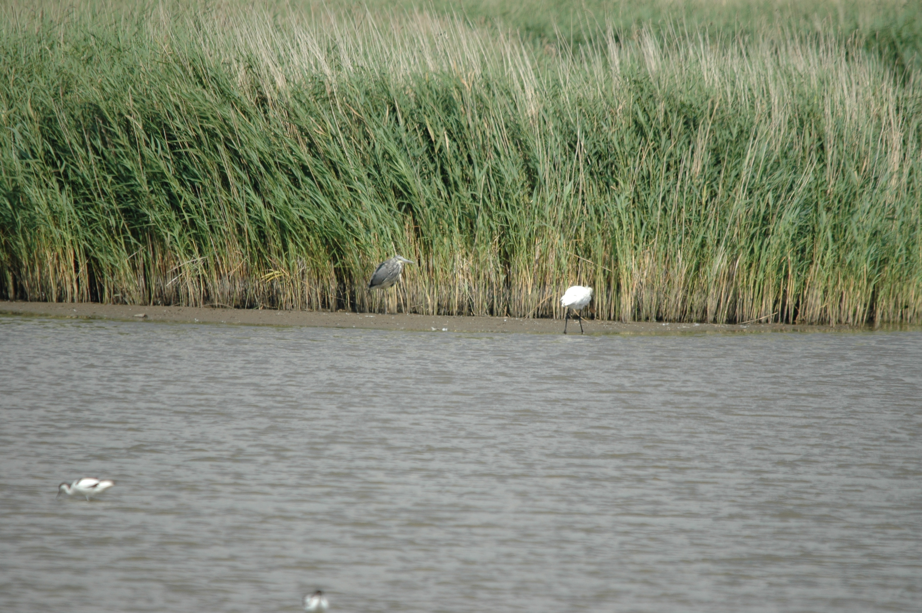 photos/wildlife/Bird_Species/025-Ibises-Spoonbills/0415-Eurasian_Spoonbill/DSC_6730.JPG