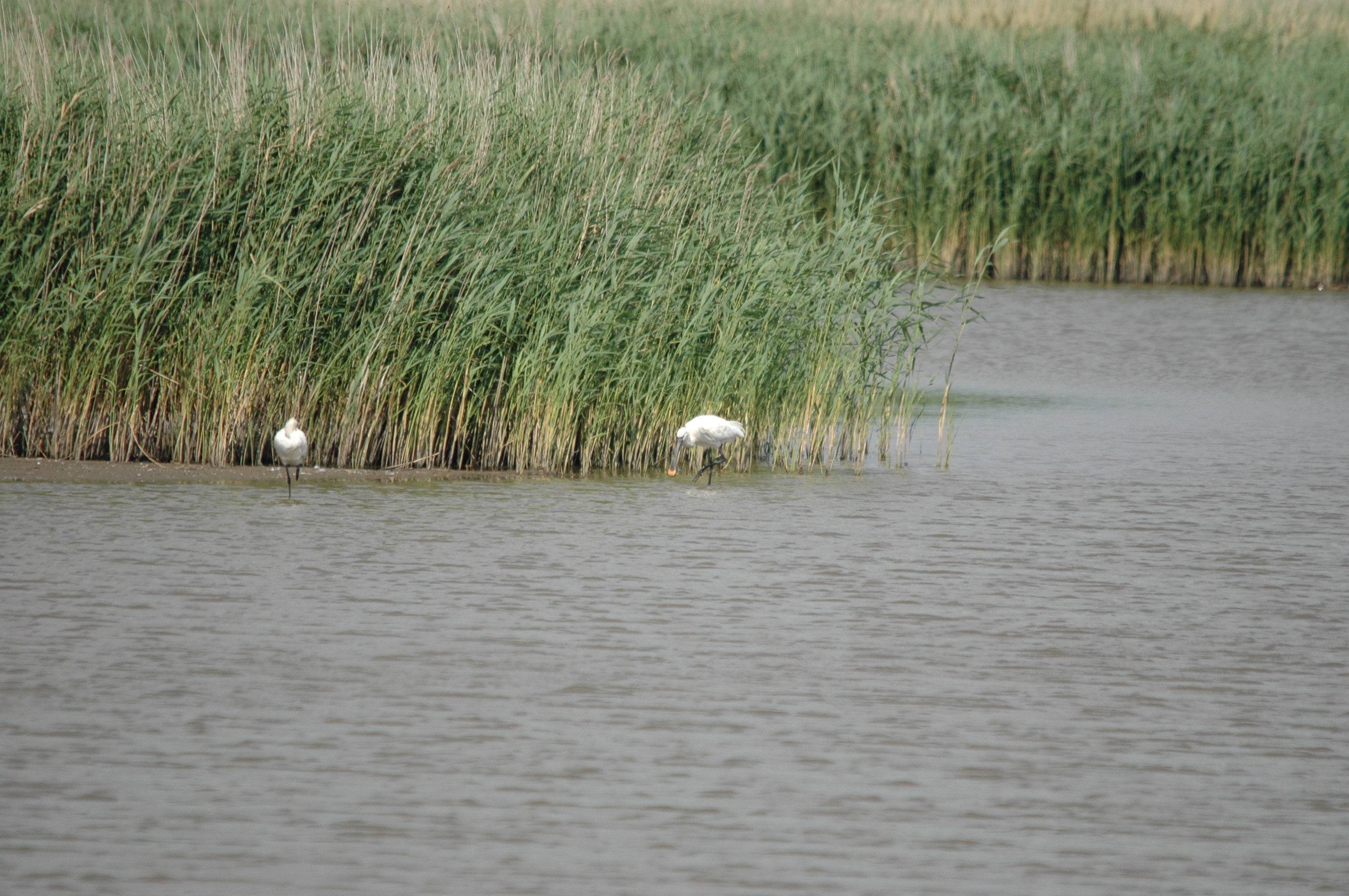 photos/wildlife/Bird_Species/025-Ibises-Spoonbills/0415-Eurasian_Spoonbill/DSC_6731.JPG