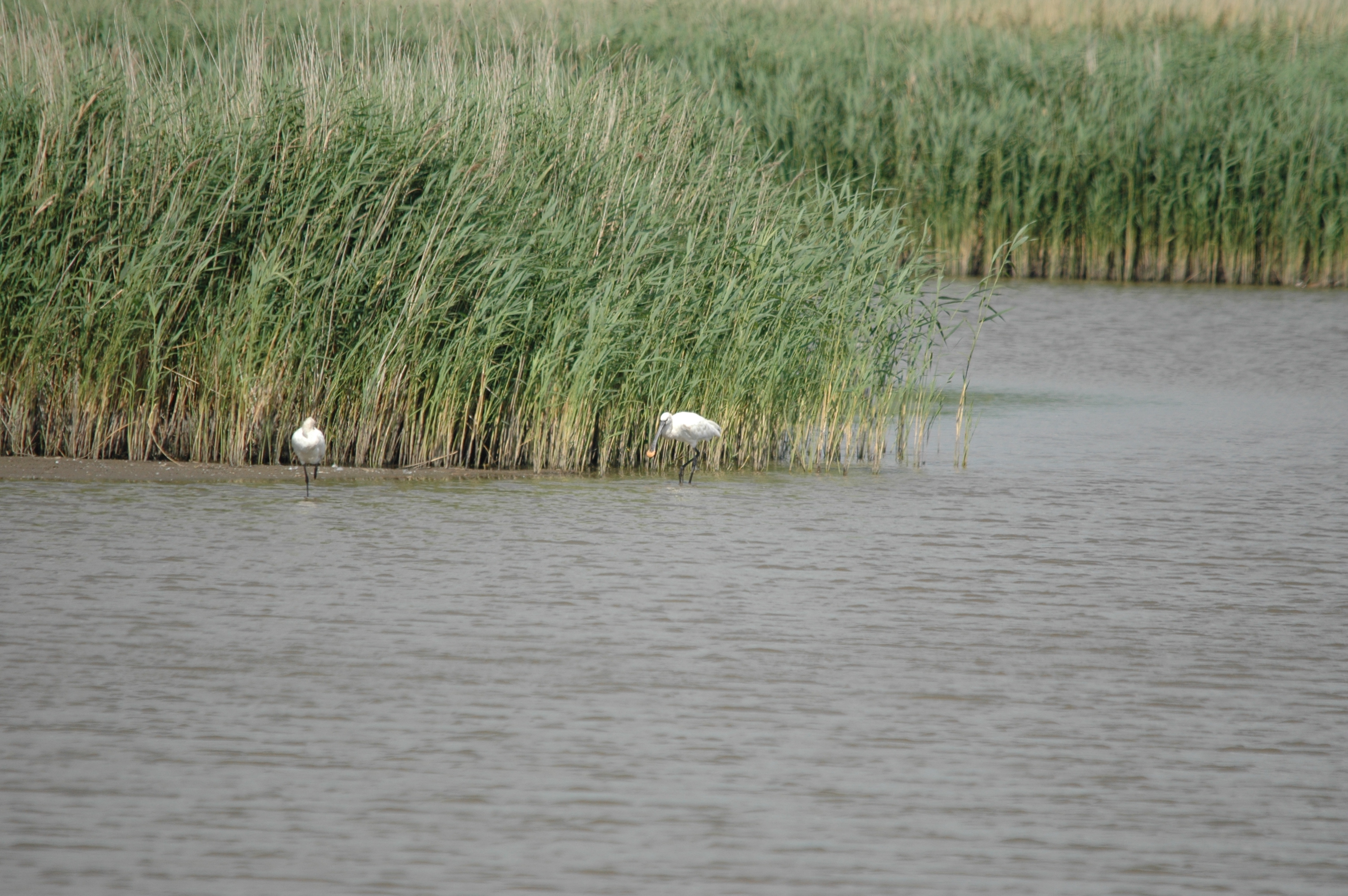 photos/wildlife/Bird_Species/025-Ibises-Spoonbills/0415-Eurasian_Spoonbill/DSC_6732.JPG