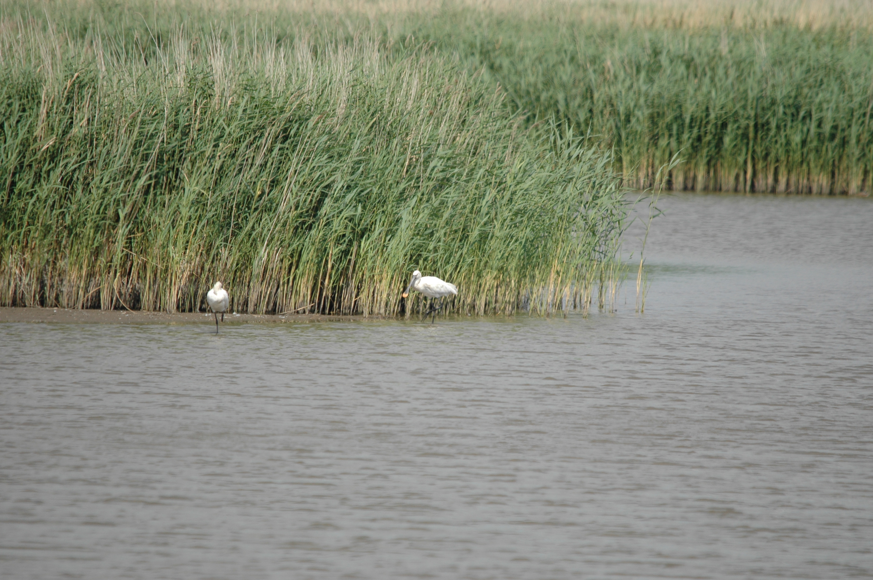 photos/wildlife/Bird_Species/025-Ibises-Spoonbills/0415-Eurasian_Spoonbill/DSC_6733.JPG