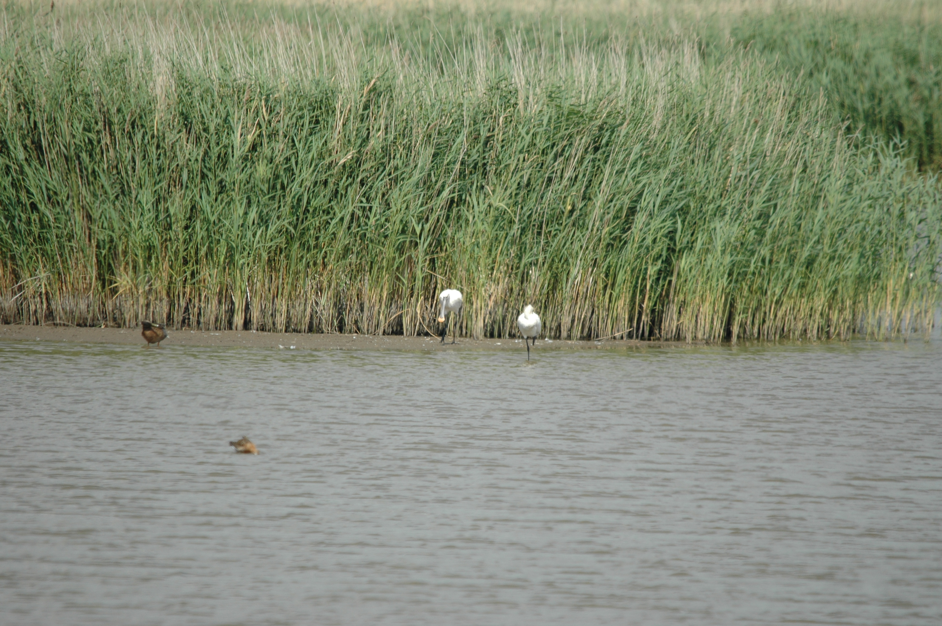 photos/wildlife/Bird_Species/025-Ibises-Spoonbills/0415-Eurasian_Spoonbill/DSC_6735.JPG