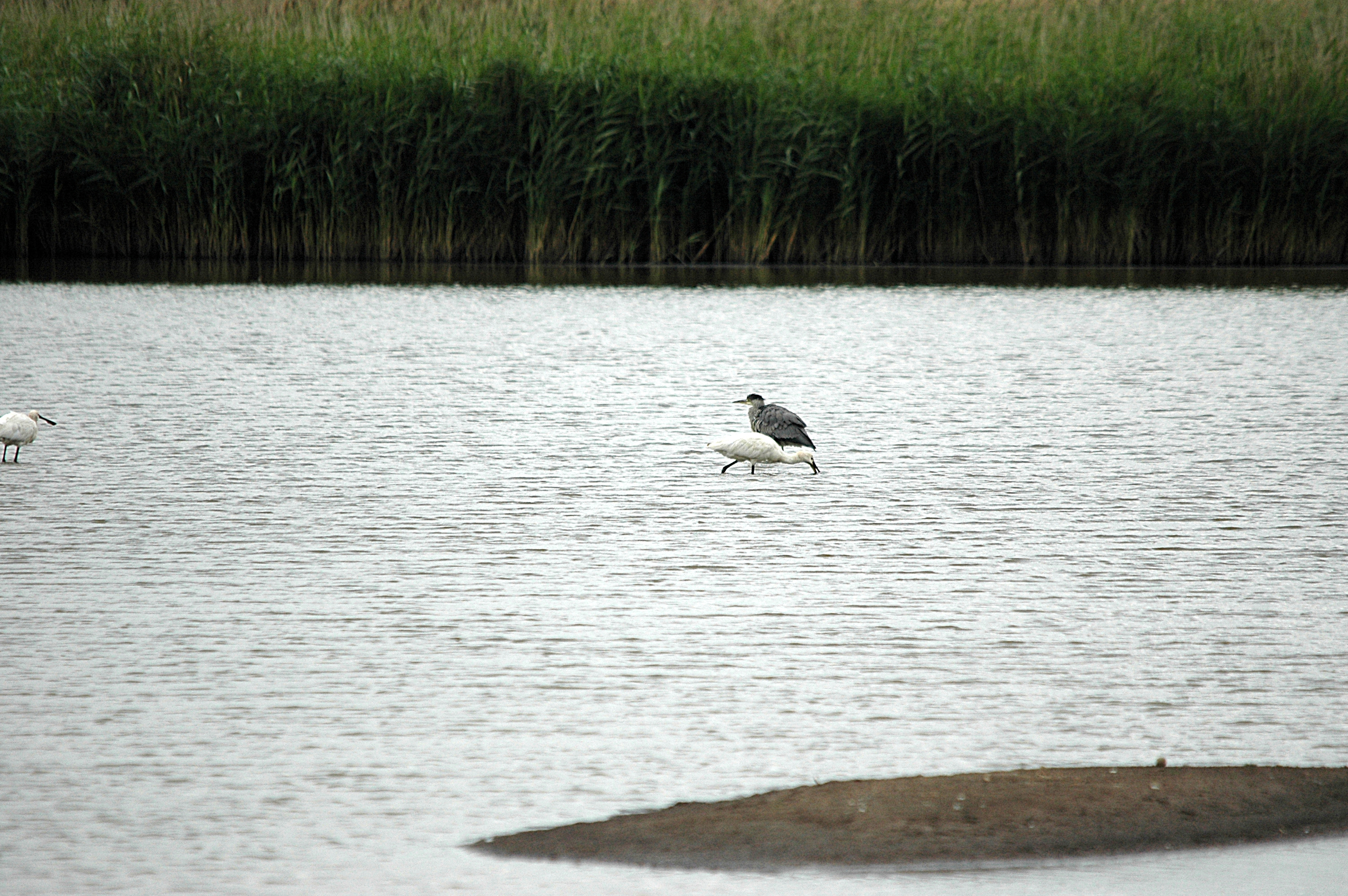 photos/wildlife/Bird_Species/025-Ibises-Spoonbills/0415-Eurasian_Spoonbill/DSC_6983.JPG