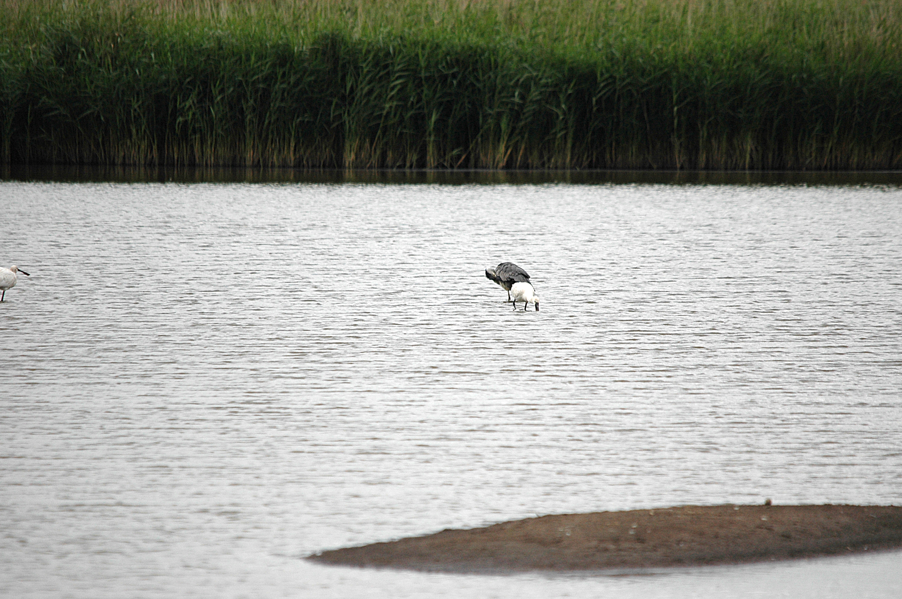 photos/wildlife/Bird_Species/025-Ibises-Spoonbills/0415-Eurasian_Spoonbill/DSC_6984.JPG