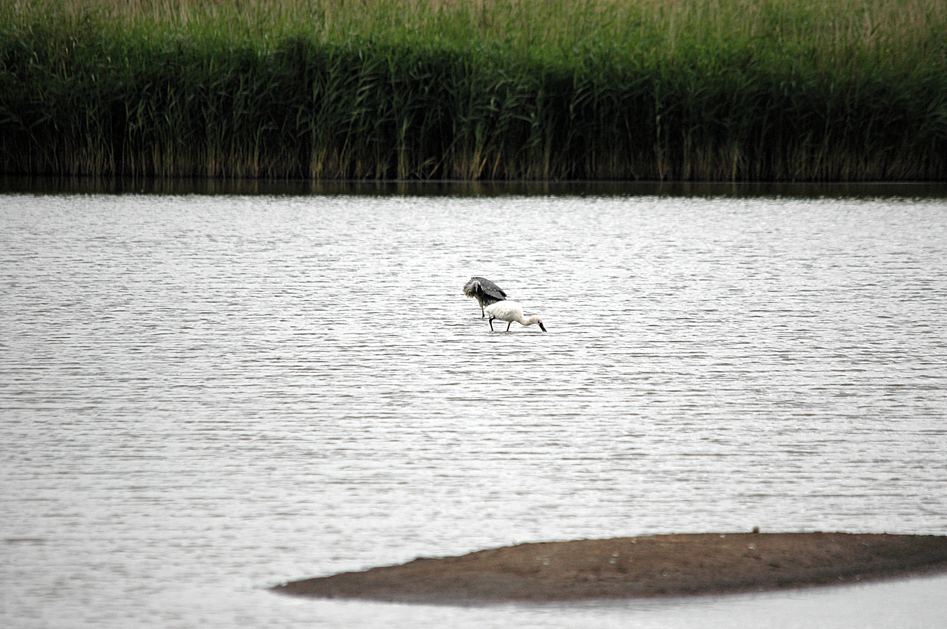 photos/wildlife/Bird_Species/025-Ibises-Spoonbills/0415-Eurasian_Spoonbill/DSC_6985.JPG