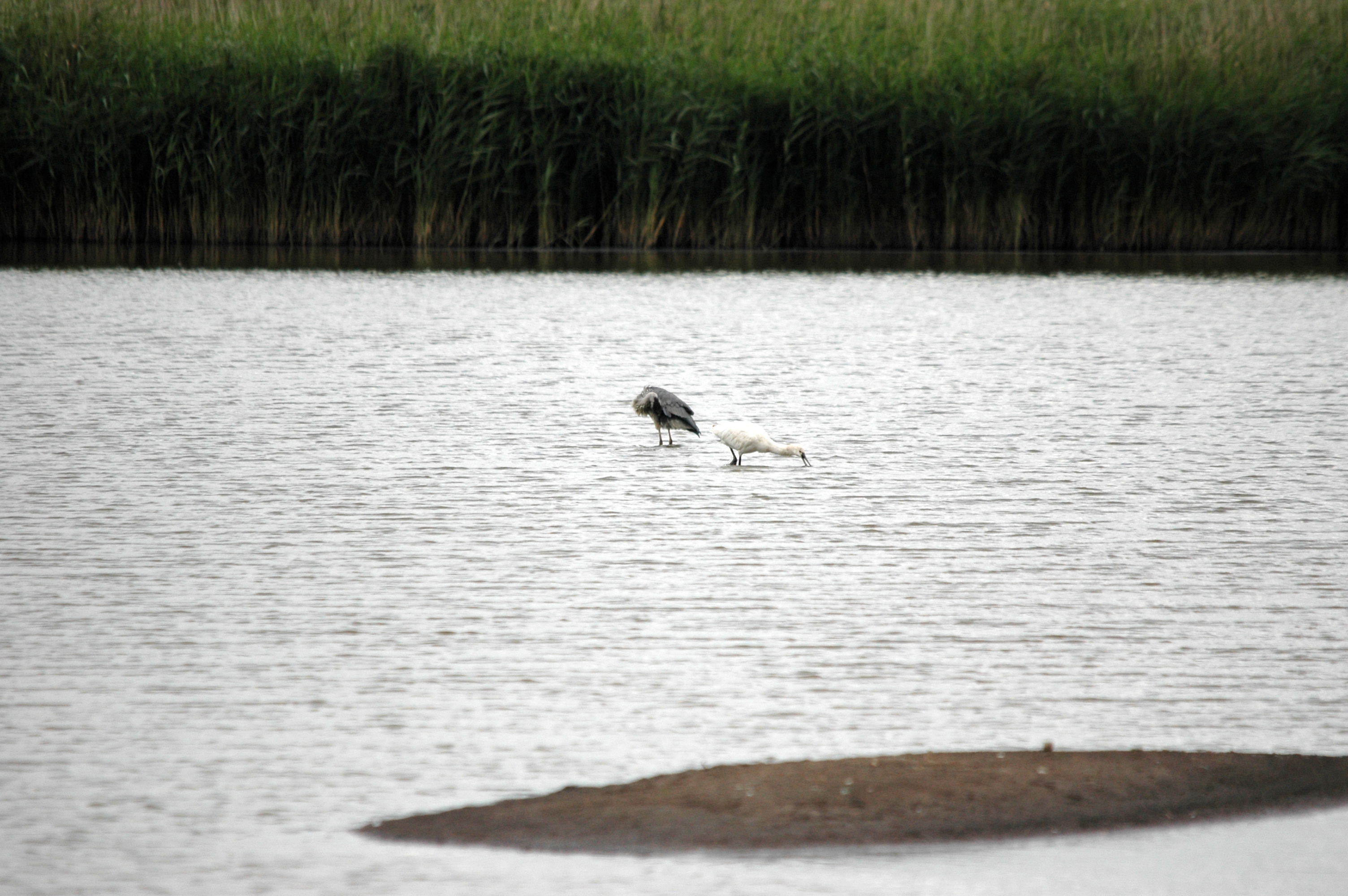 photos/wildlife/Bird_Species/025-Ibises-Spoonbills/0415-Eurasian_Spoonbill/DSC_6986.JPG
